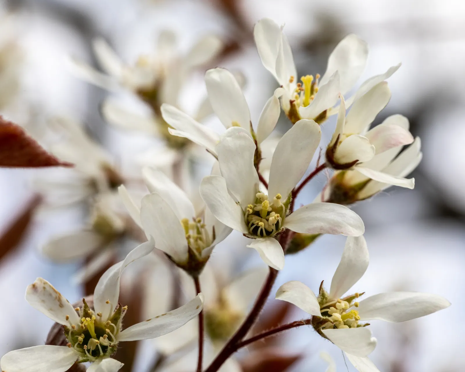 Serviceberry (Amelanchier Ssp.) — Hardy in USDA zones 2 through 9; offers a multi-season display that can be a crowning jewel in a diverse landscape design