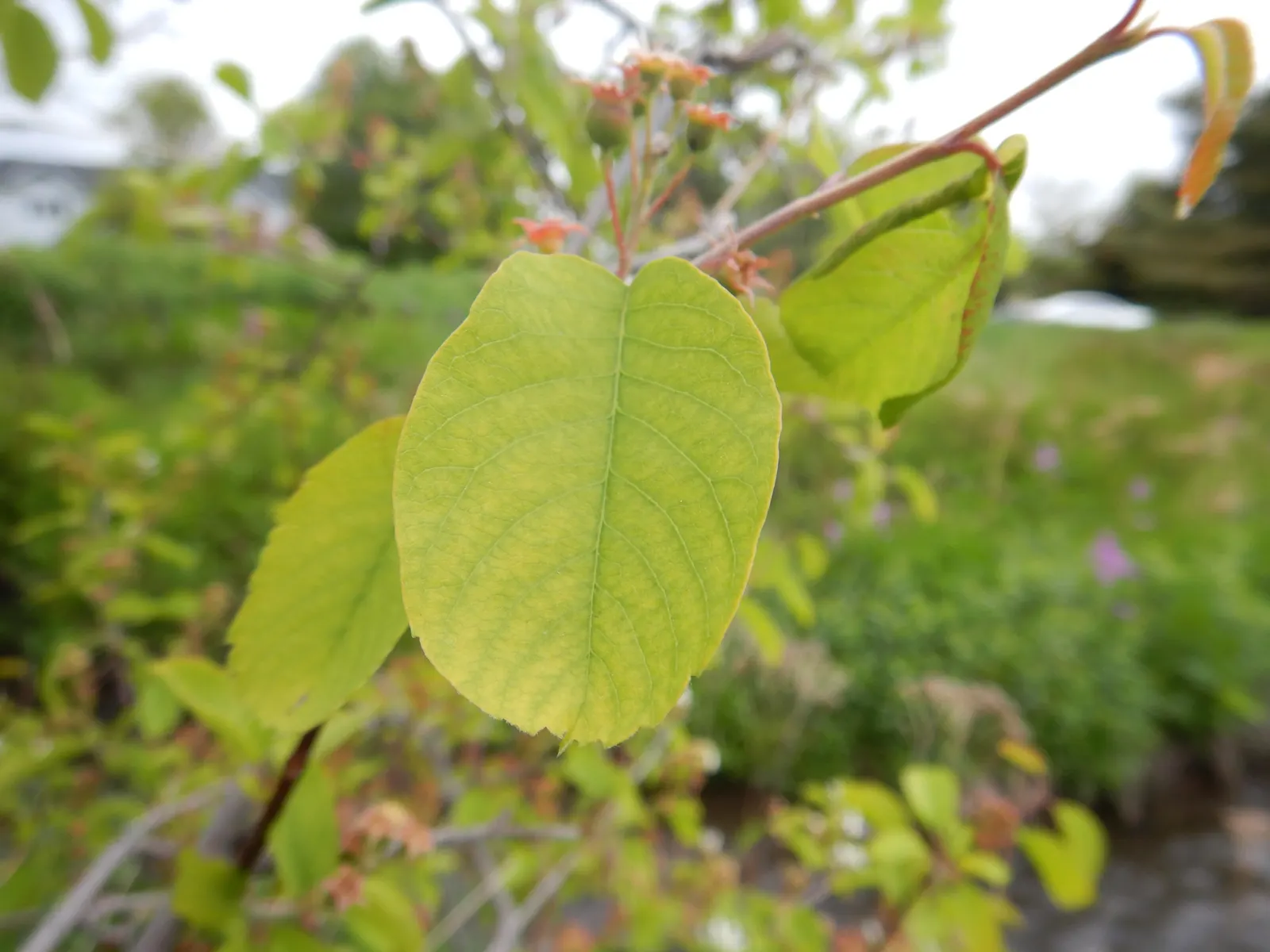 Serviceberry (Amelanchier Ssp.) — depending on the species and cultivar