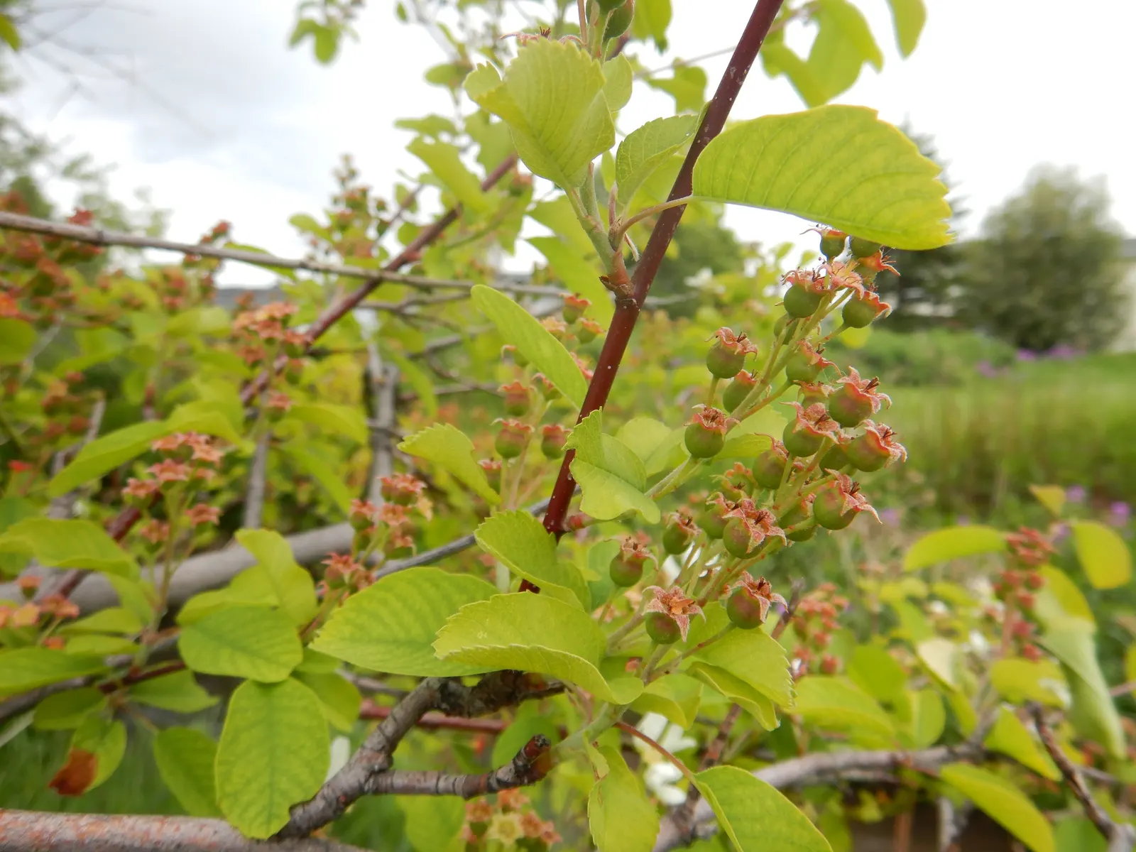 Serviceberry (Amelanchier Ssp.) — with pruning primarily to remove any diseased or broken limbs and to shape the plant as needed