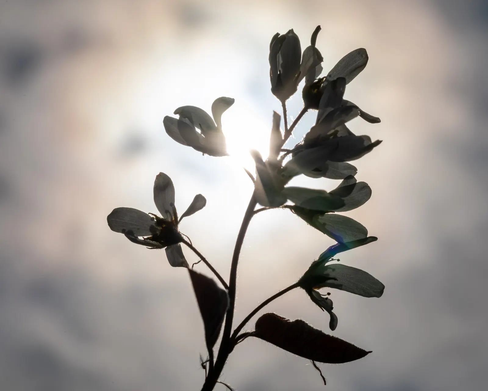 Serviceberry (Amelanchier Ssp.) — followed by edible dark purple berries that attract birds