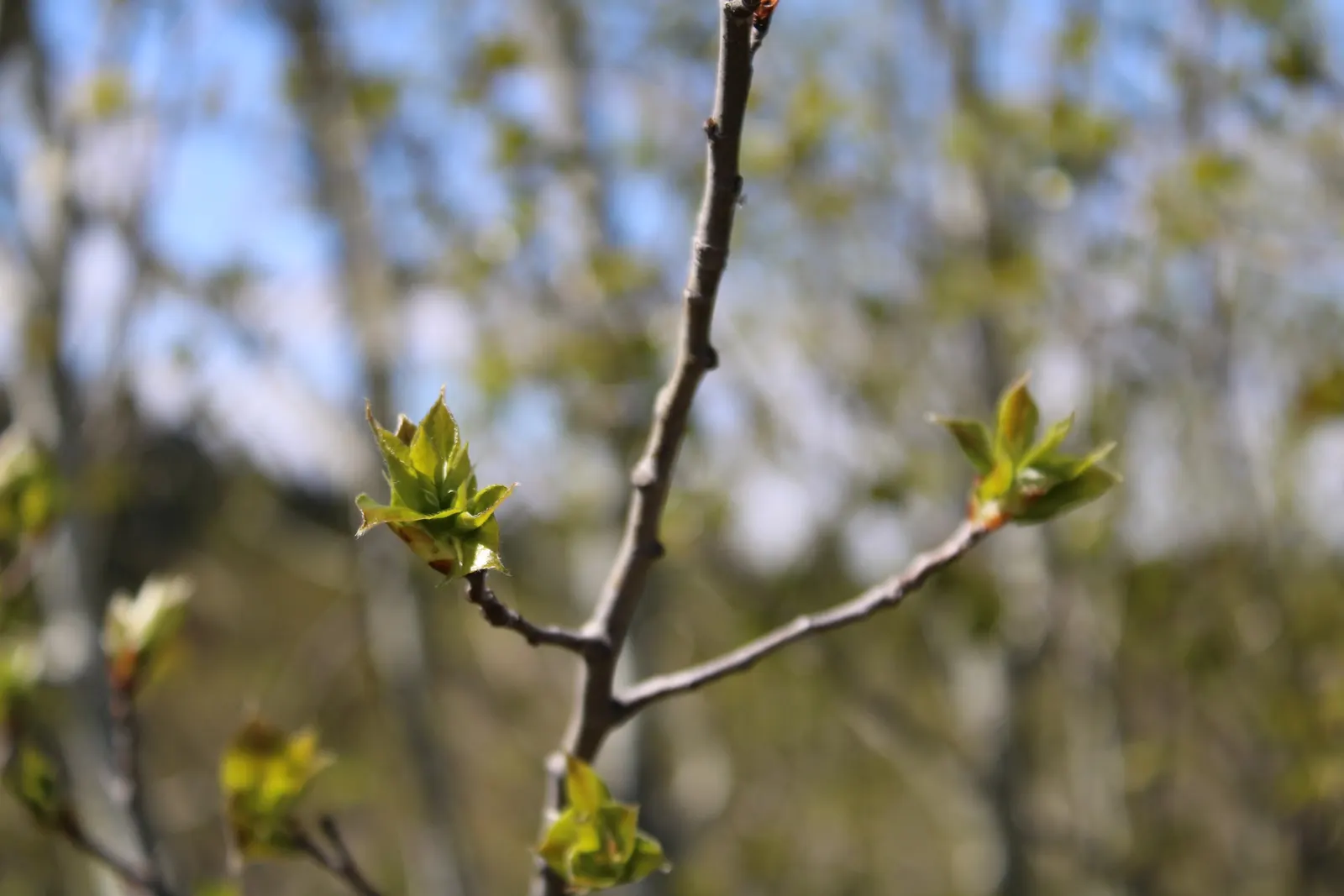 Serviceberry (Amelanchier Ssp.) — the foliage turns to a stunning array of fiery oranges