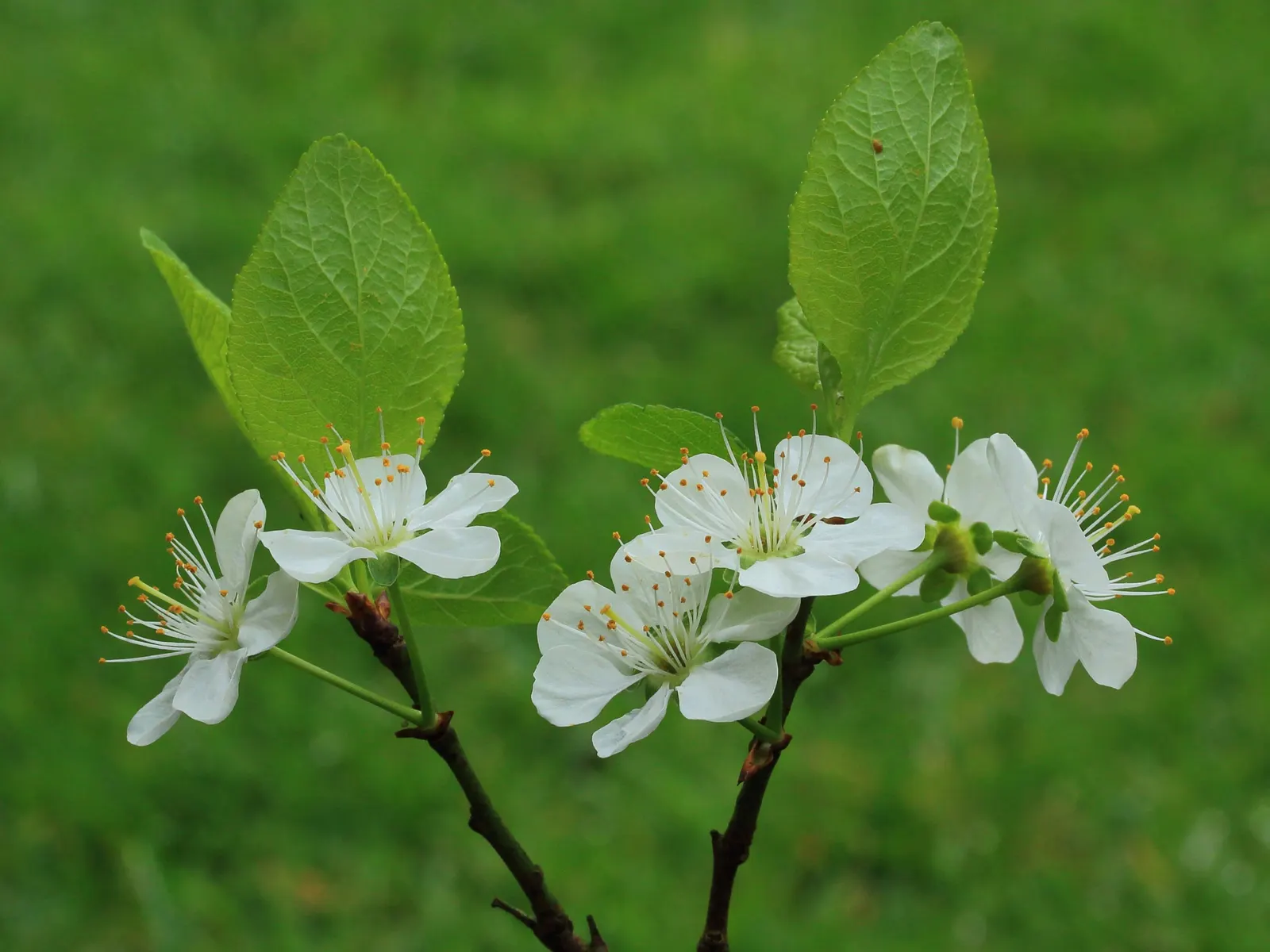 Serviceberry (Amelanchier Ssp.) — though they prefer slightly acidic; white flowers in the garden