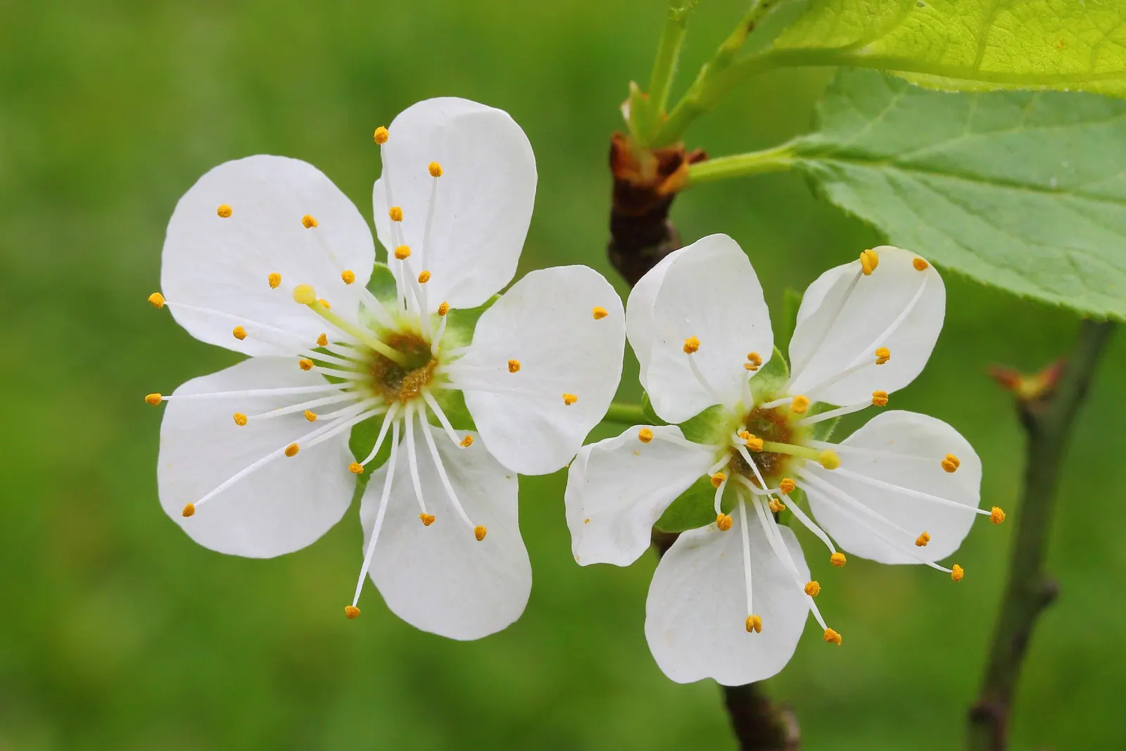 Serviceberry (Amelanchier Ssp.) — Hardy in USDA zones 2 through 9; offers a multi-season display that can be a crowning jewel in a diverse, image 54