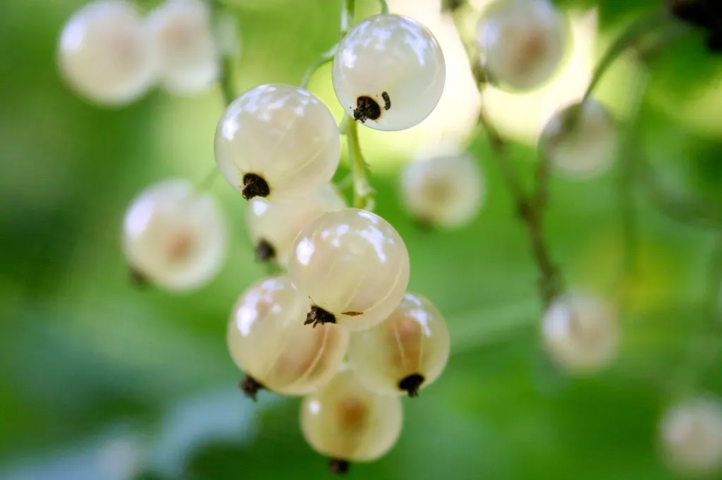 Serviceberry (Amelanchier Ssp.) — they prove to be quite drought-tolerant; hardy and low-maintenance, it serves as an excellent multi-season ornamental