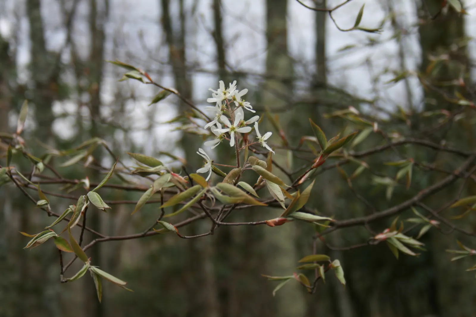 Serviceberry (Amelanchier Ssp.) — though they prefer slightly acidic