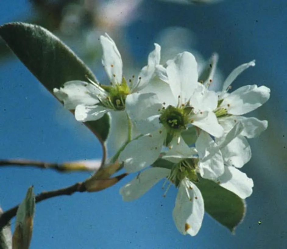 Serviceberry (Amelanchier Ssp.) — the foliage turns to a stunning array of fiery oranges; contributing significant visual interest.<br><br>For optimal growth