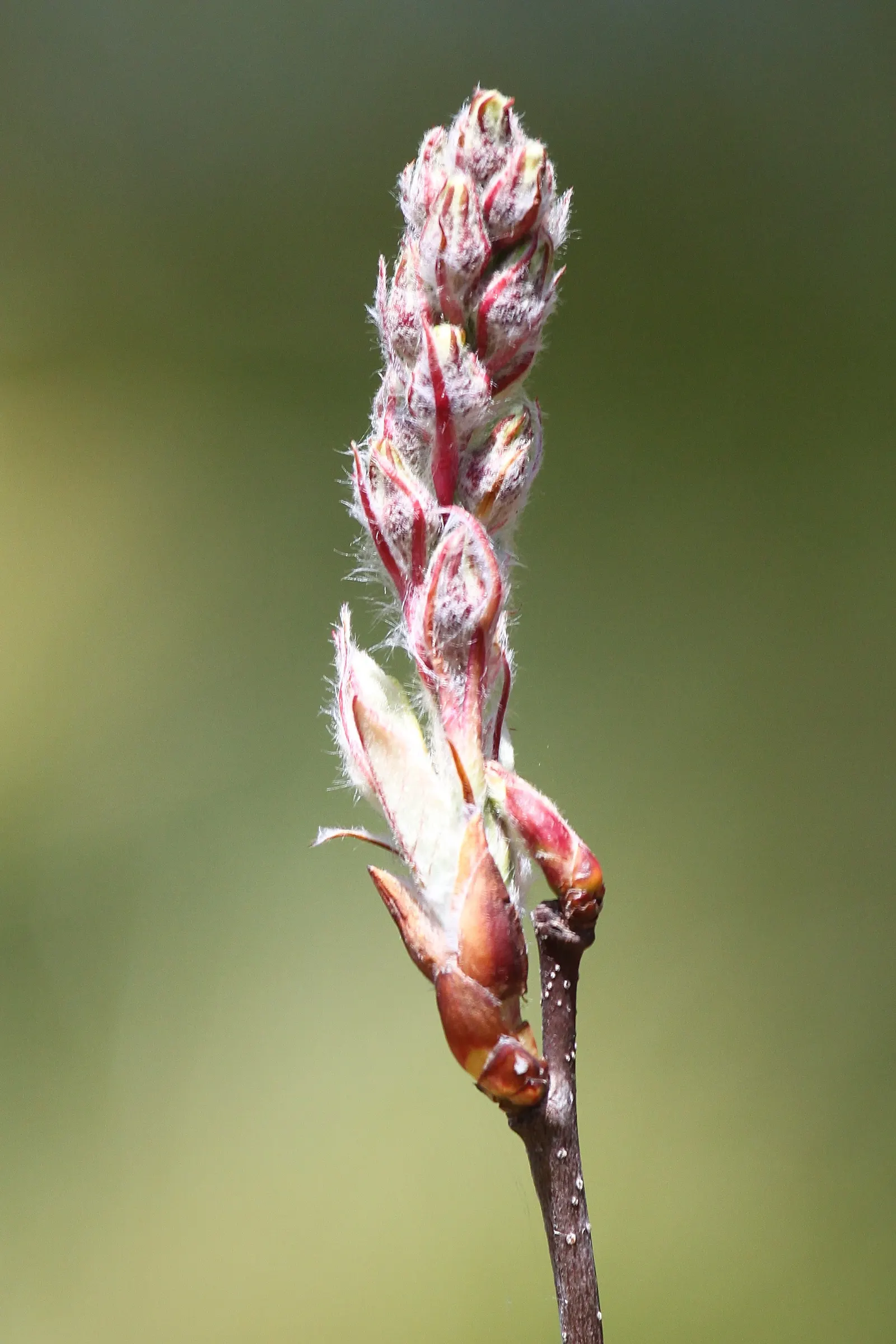 Serviceberry (Amelanchier Ssp.) — Serviceberries provide a layered look as understory plants or as focal points in small garden spaces