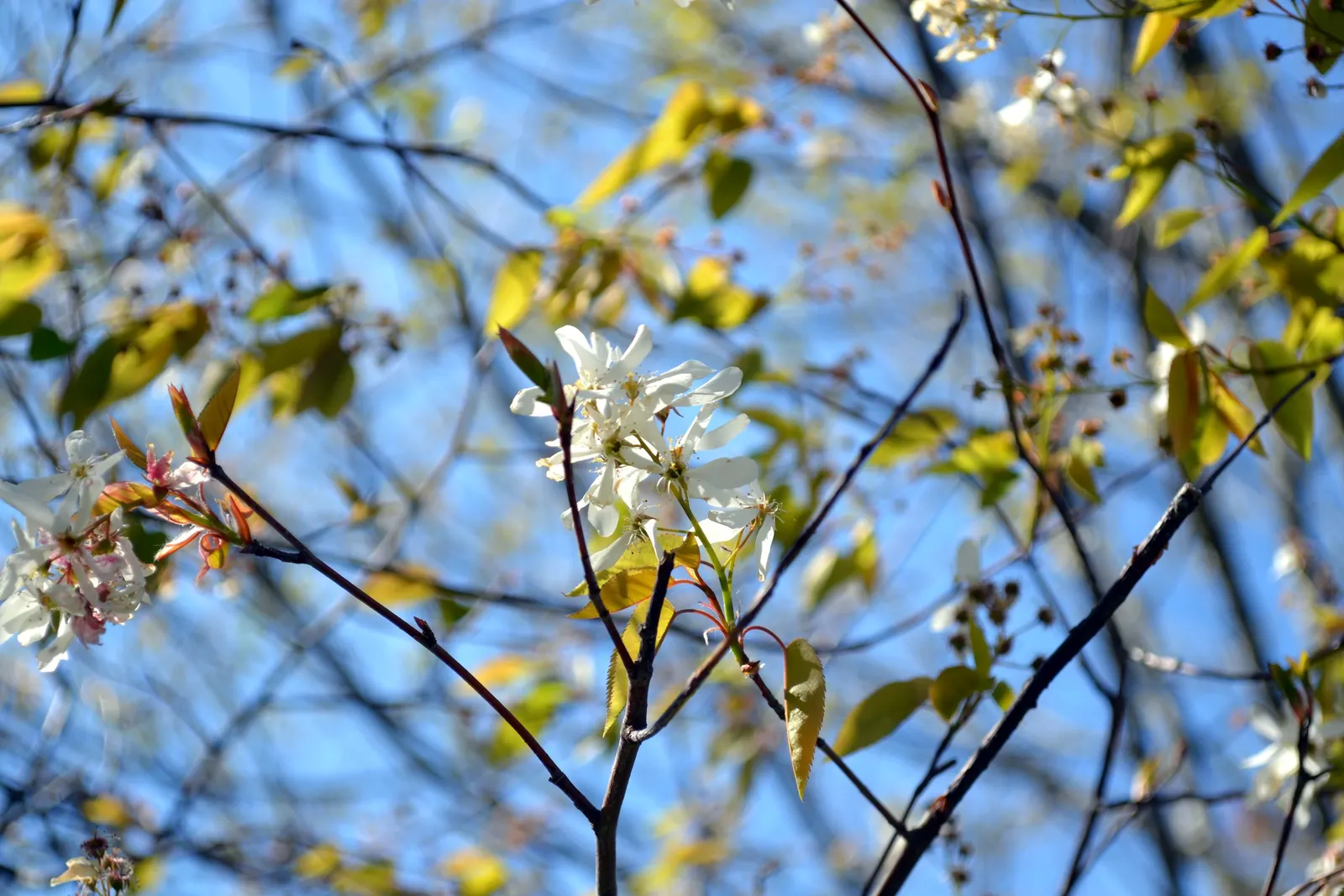 Serviceberry (Amelanchier Ssp.) — shortly followed by edible purplish-black berries in early summer