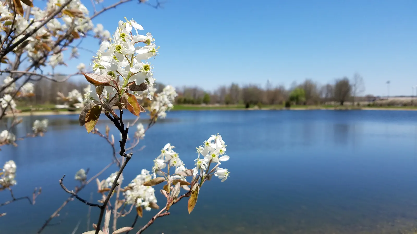 Serviceberry (Amelanchier Ssp.) — shrub / tree for full or half; with pruning primarily to remove any diseased or broken limbs and to shape the plant as needed