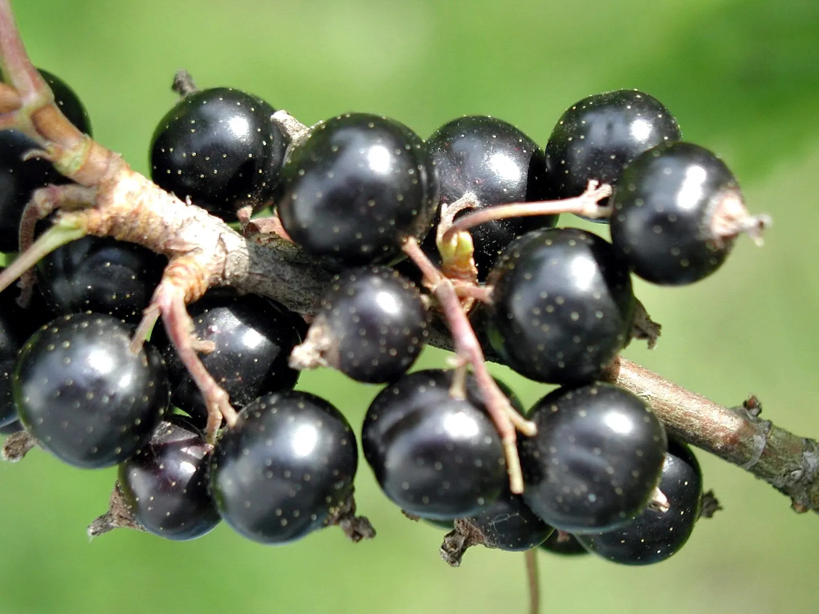 Serviceberry (Amelanchier Ssp.) — serviceberries flourish in full sun to partial shade and adapt to a broad range of soil conditions; shortly followed by