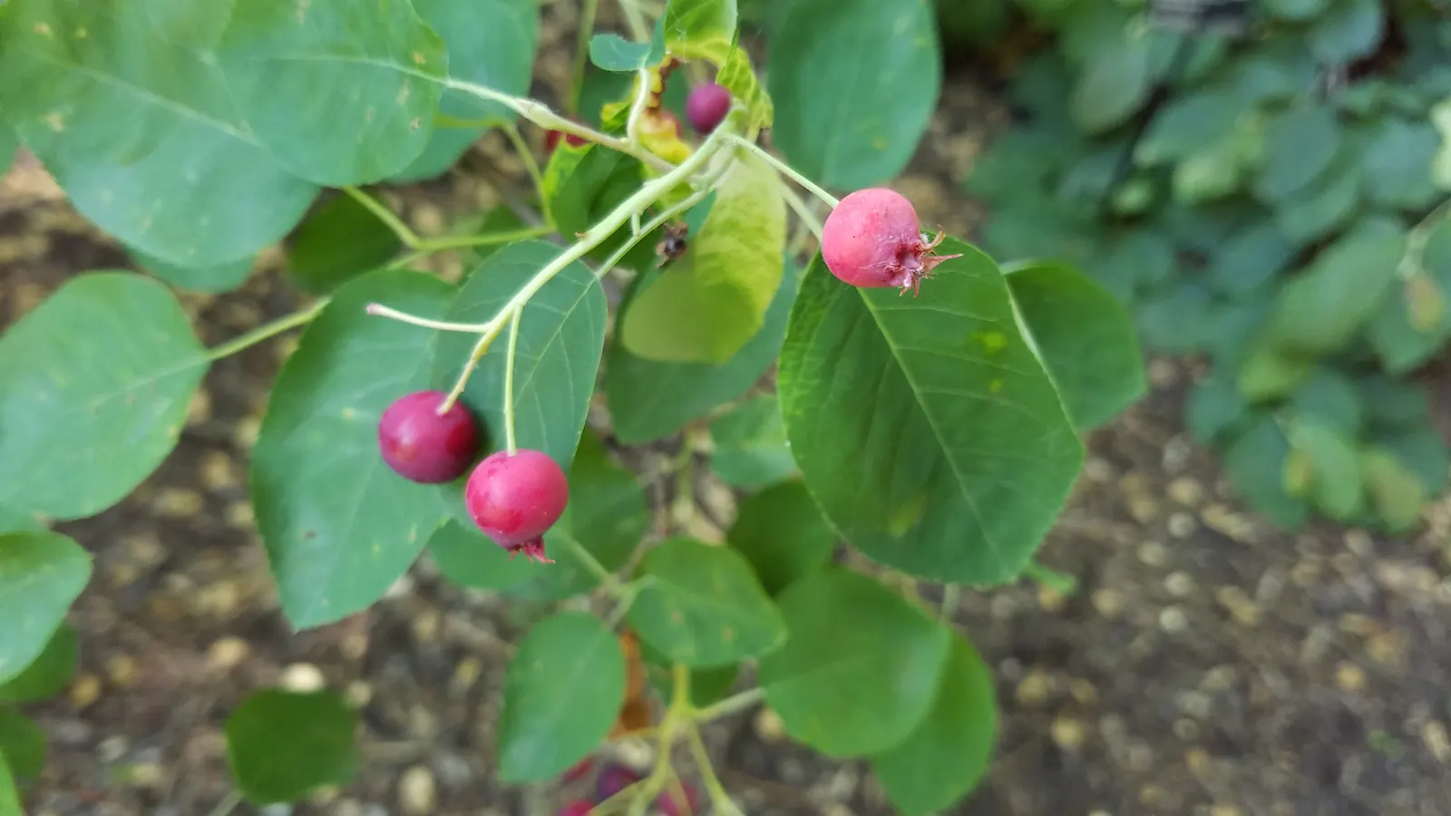 Serviceberry (Amelanchier Ssp.) — depending on the species and cultivar, image 35