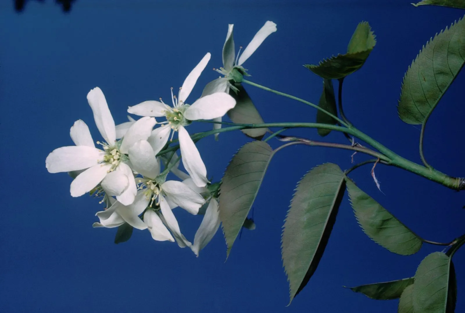 Serviceberry (Amelanchier Ssp.) — belonging to the genus Amelanchier; the foliage turns to a stunning array of fiery oranges