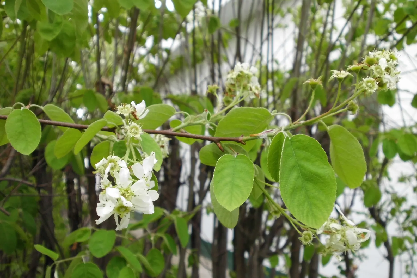 Serviceberry (Amelanchier Ssp.) — they prove to be quite drought-tolerant