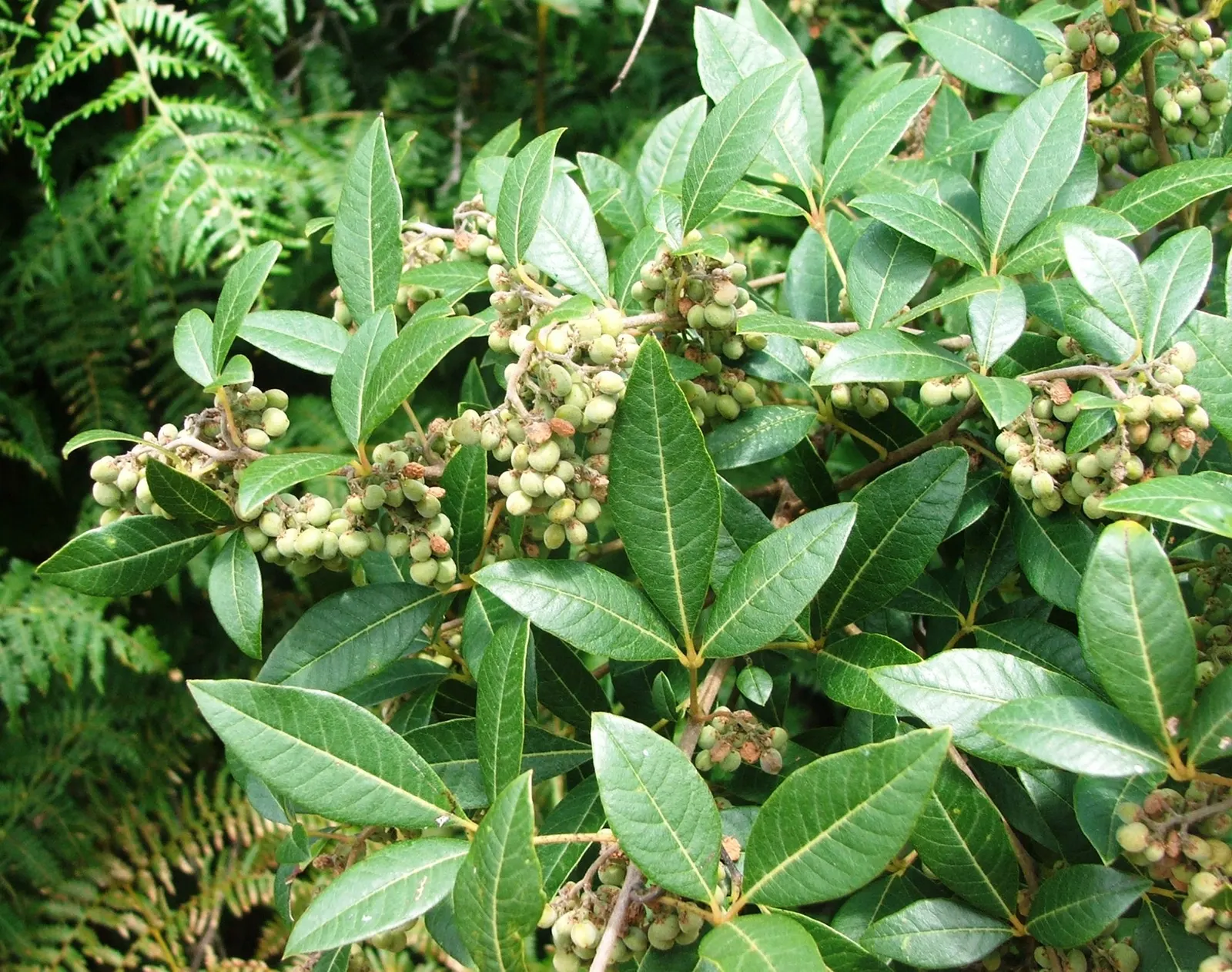 Serviceberry (Amelanchier Ssp.) — Preferring full sun to partial shade, Serviceberry adapts well to a range of soil types; reaching 6-25 feet tall with a
