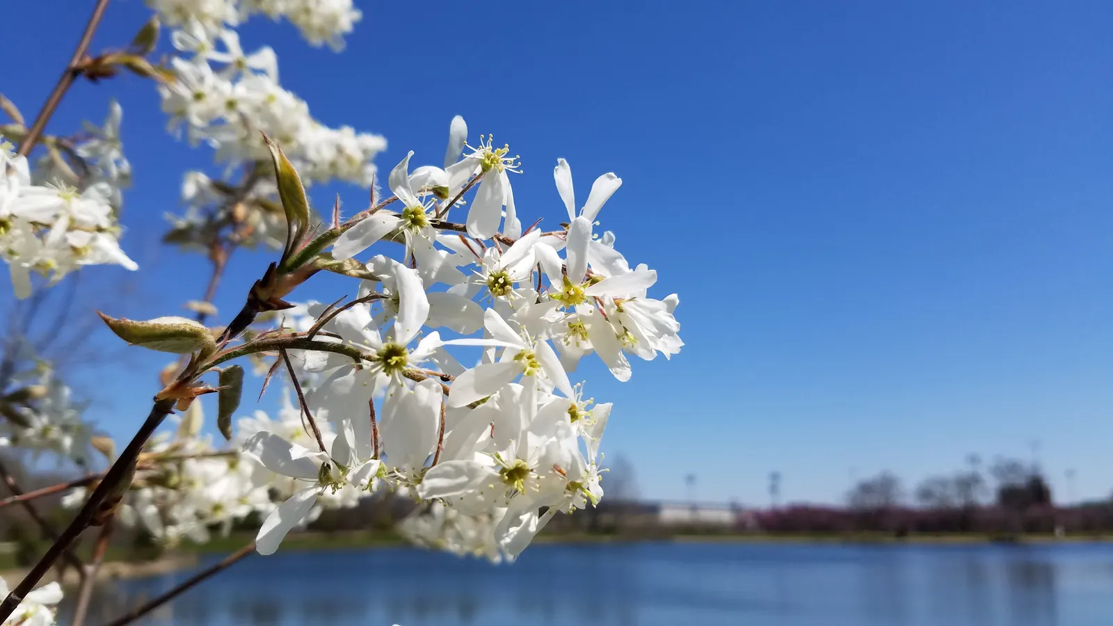 Serviceberry (Amelanchier Ssp.) — belonging to the genus Amelanchier