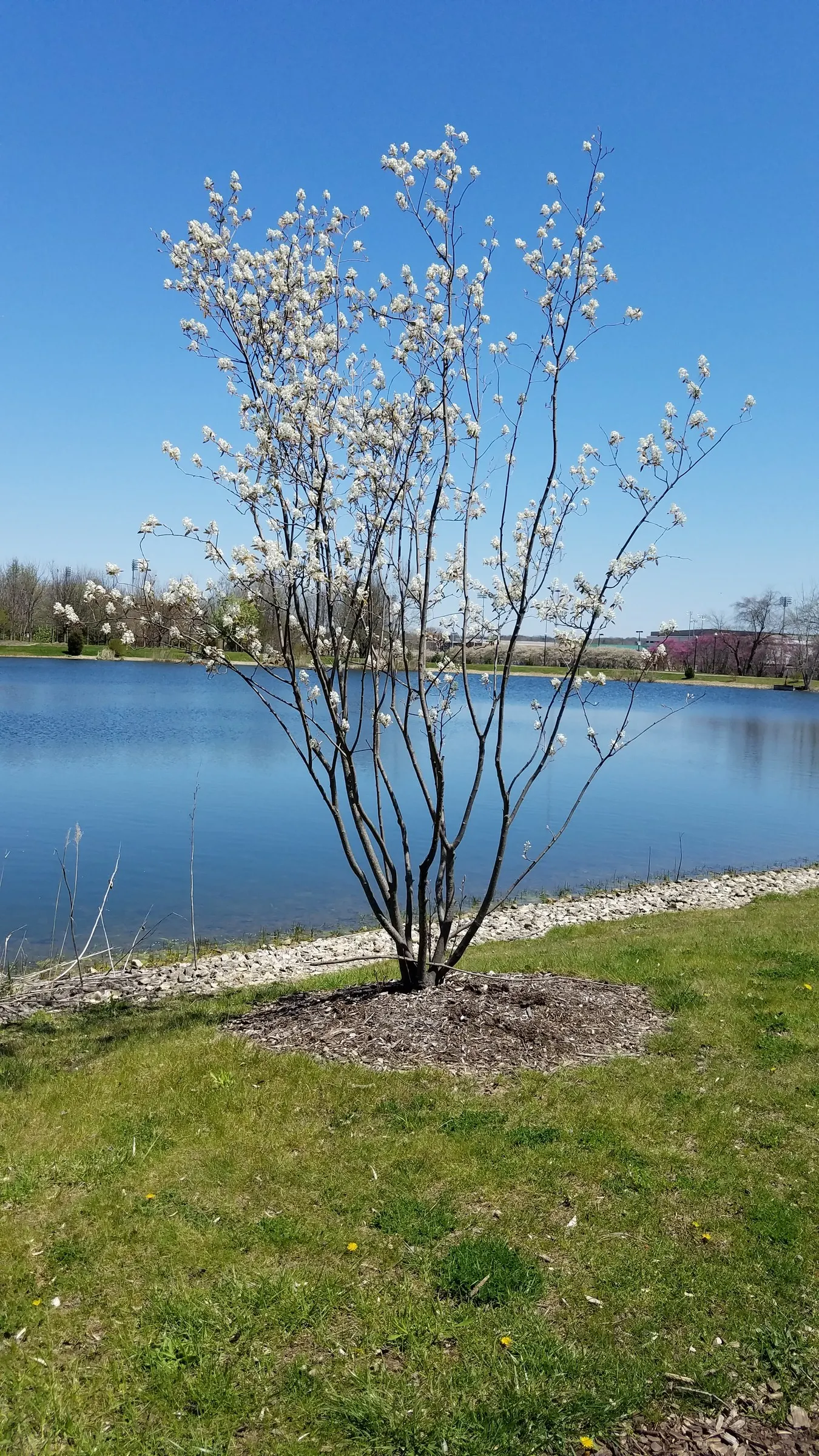 Serviceberry (Amelanchier Ssp.) — belonging to the genus Amelanchier; the foliage turns to a stunning array of fiery oranges, image 52