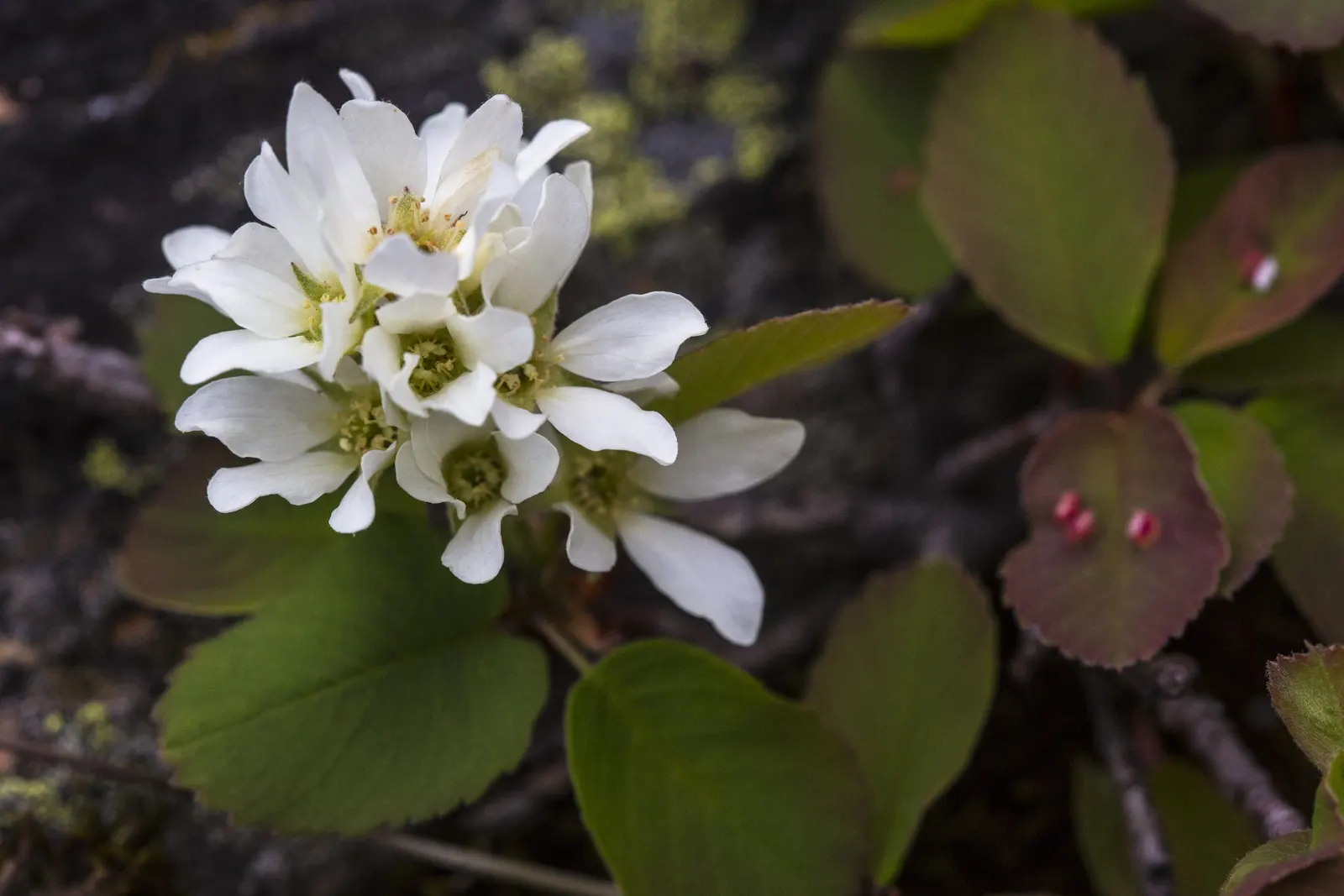 Serviceberry (Amelanchier Ssp.) — shrub / tree with white blooms
