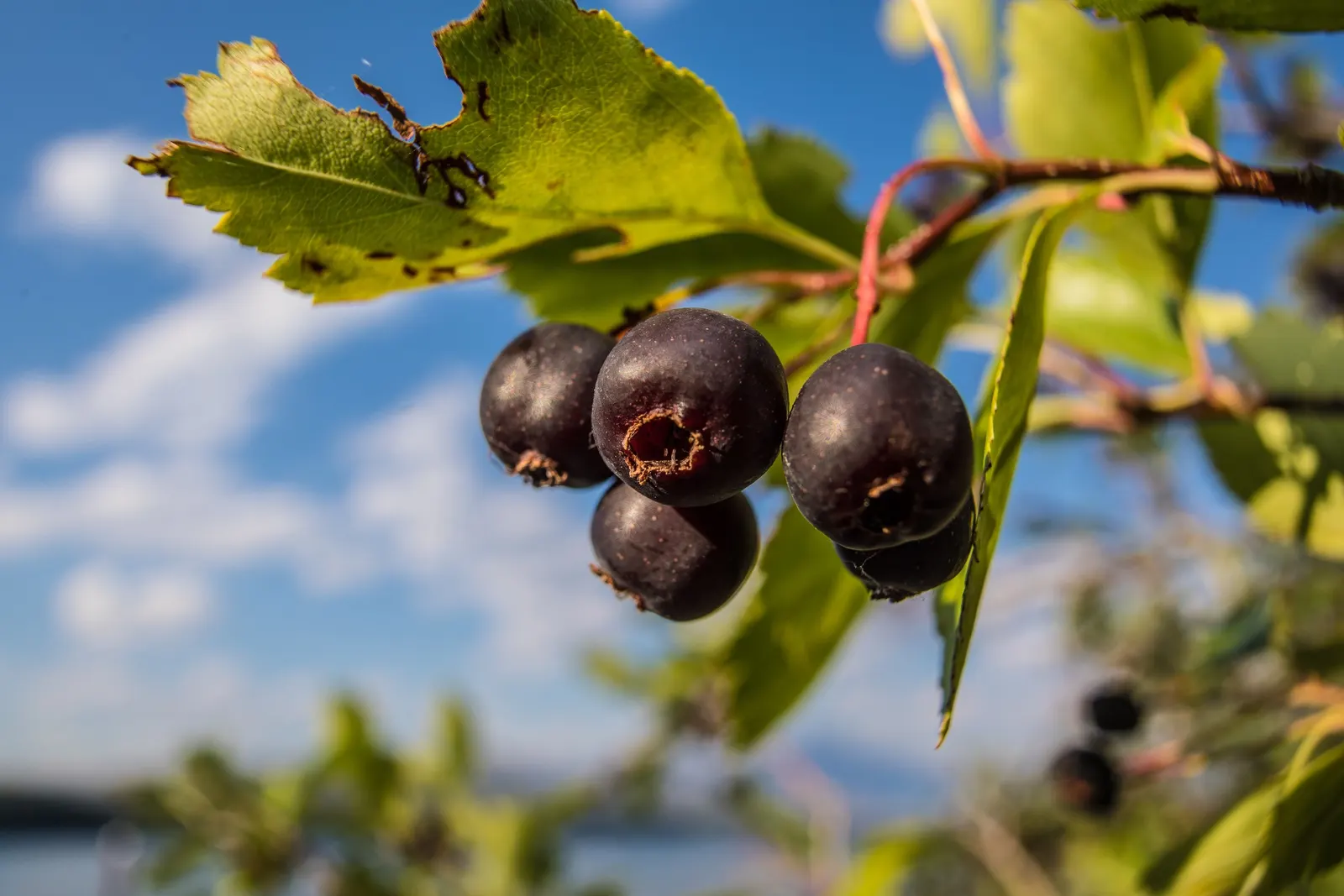 Serviceberry (Amelanchier Ssp.) — white flowers in the garden
