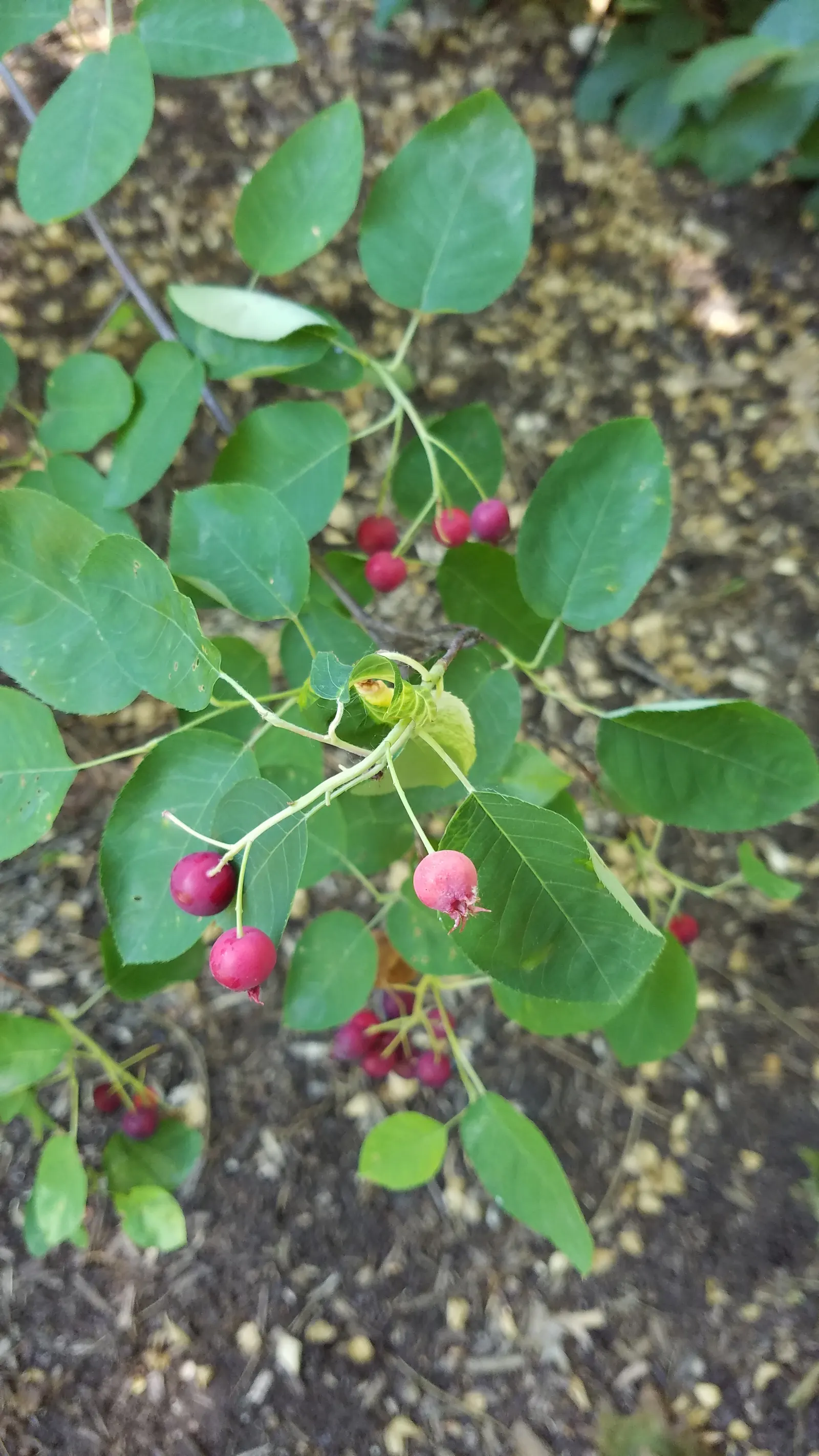 Serviceberry (Amelanchier Ssp.) — ensuring proper establishment; that are both wildlife-friendly and fit for human consumption