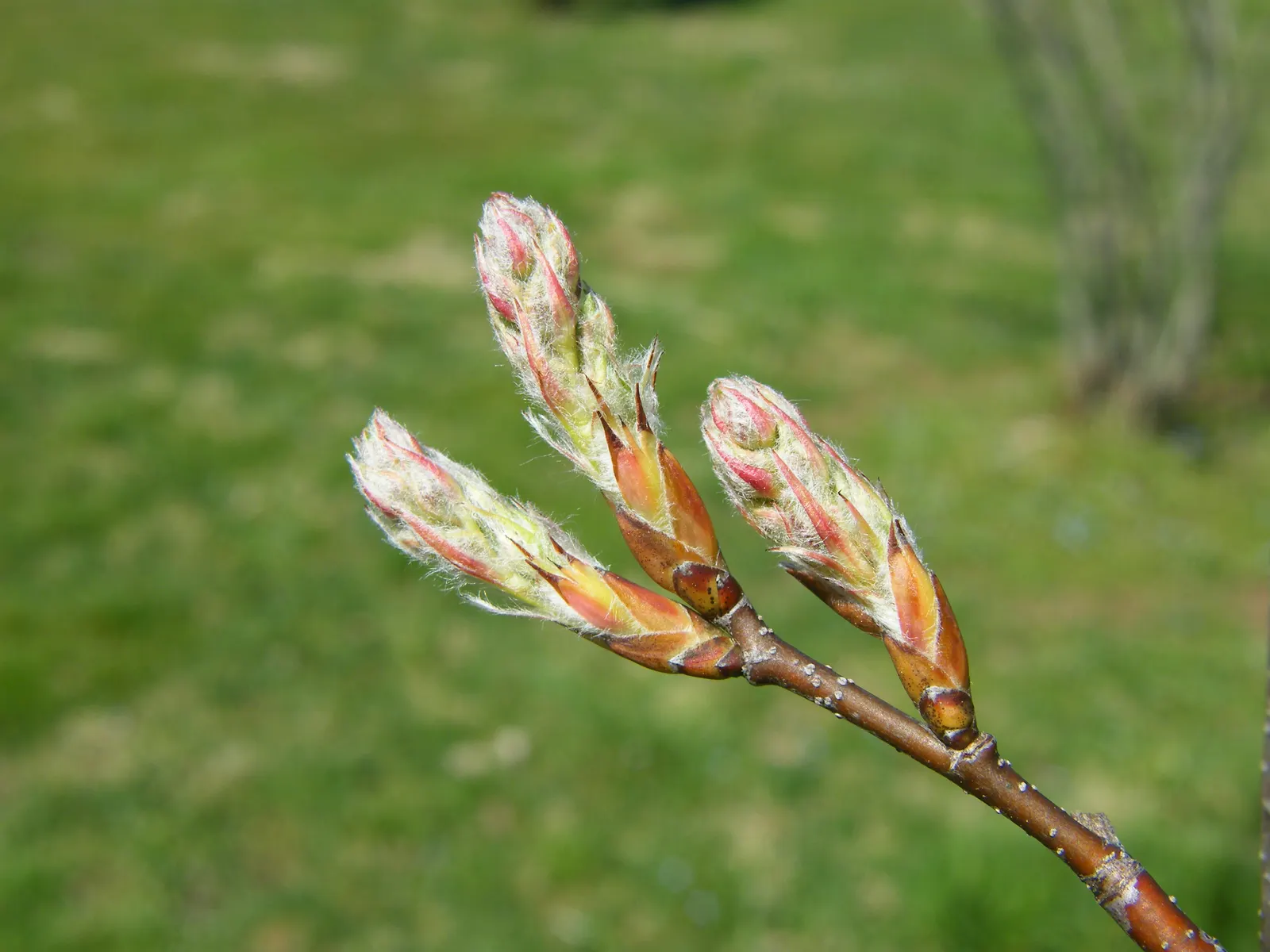 Serviceberry (Amelanchier Ssp.) — with pruning primarily to remove any diseased or broken limbs and to shape the plant as needed; shrub / tree with white blooms