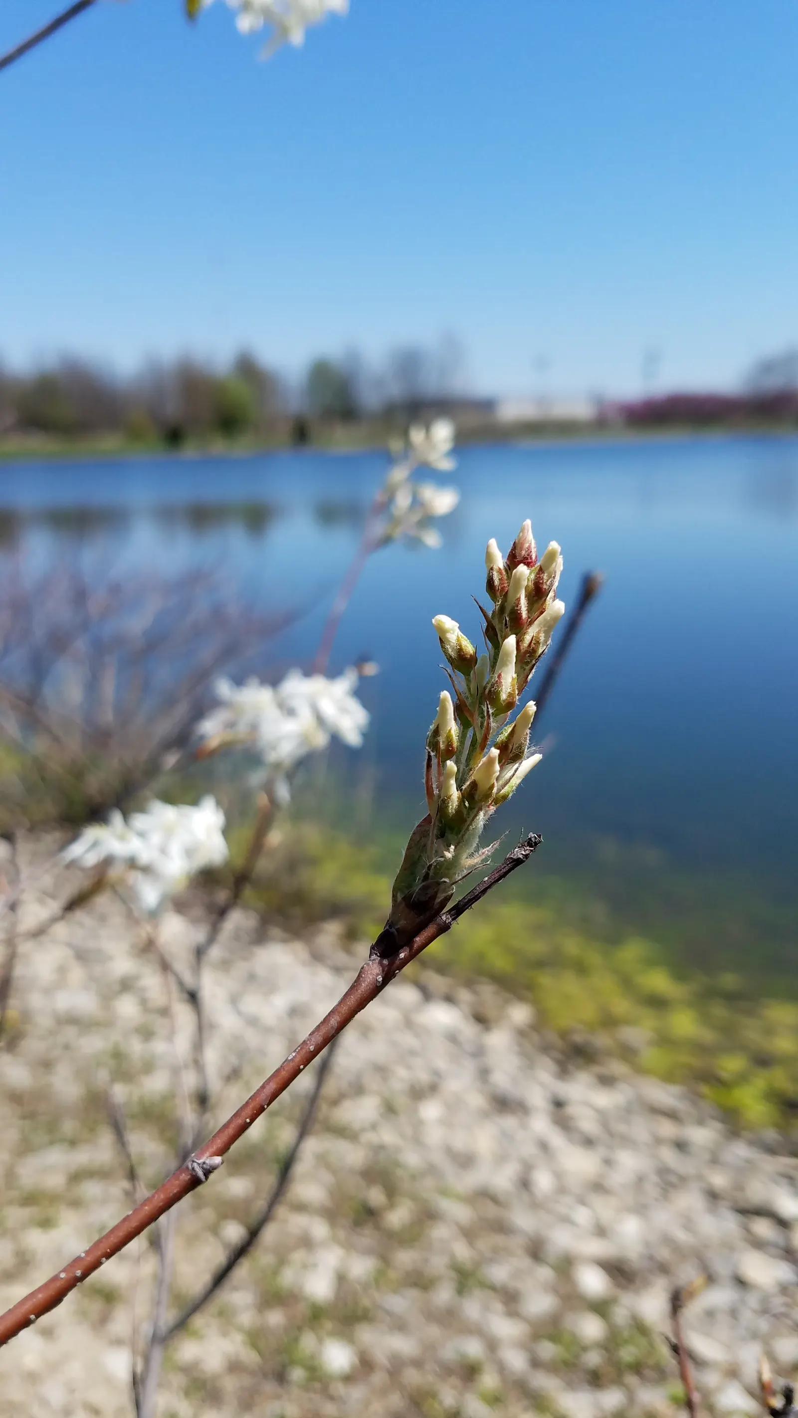 Serviceberry (Amelanchier Ssp.) — Reaching 6-25 feet tall with a similar spread