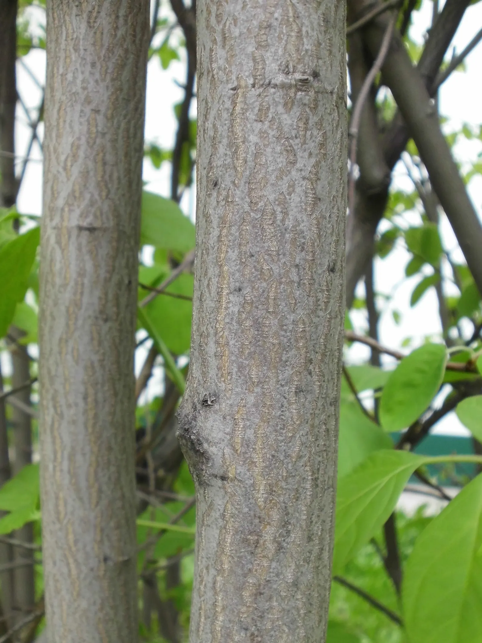 Serviceberry (Amelanchier Ssp.) — Hardy and low-maintenance, it serves as an excellent multi-season ornamental