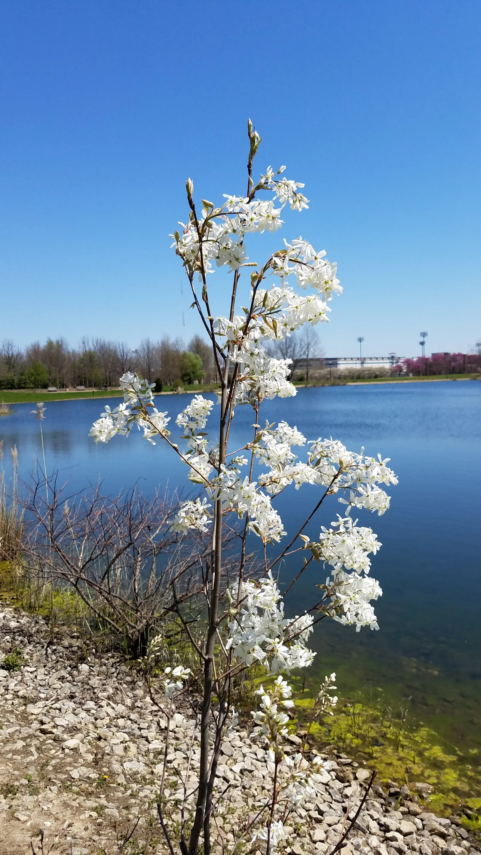 Serviceberry (Amelanchier Ssp.) — offers a multi-season display that can be a crowning jewel in a diverse landscape design; shrub / tree for full or half