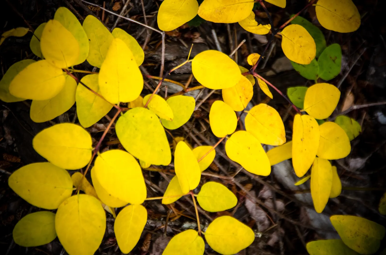 Serviceberry (Amelanchier Ssp.) — followed by edible dark purple berries that attract birds; preferring full sun to partial shade, Serviceberry, image 47