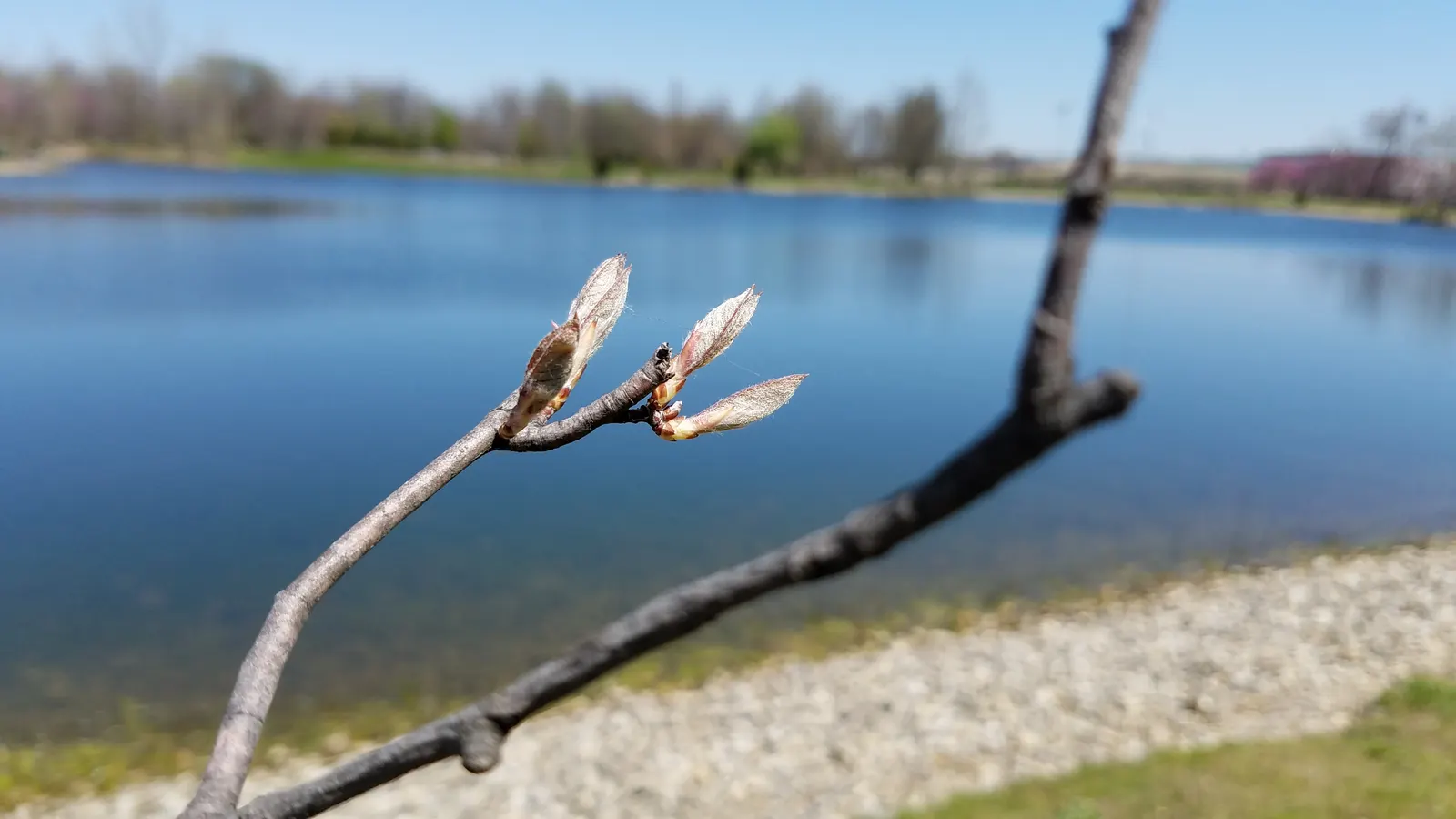 Serviceberry (Amelanchier Ssp.) — gray bark and stunning fall foliage in shades of yellow; plant Serviceberries in holes twice the width of the, image 49