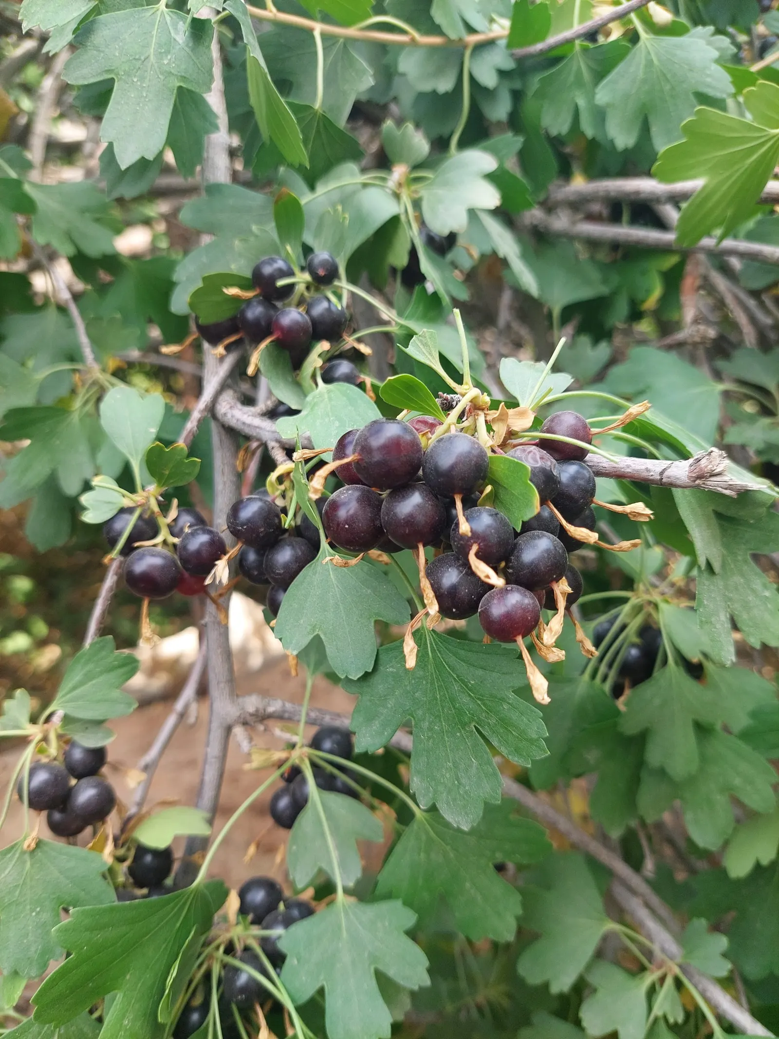 Serviceberry (Amelanchier Ssp.) — Hardy and low-maintenance, it serves as an excellent multi-season ornamental; serviceberries flourish in full sun, image 51
