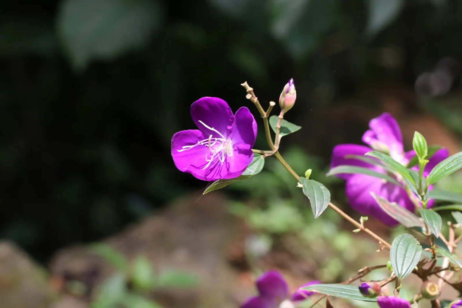 Princess Flower (Tibouchina Urvilleana) — The Princess Flower (Tibouchina urvilleana) is a tropical, evergreen shrub known for its vivid purple, image 85
