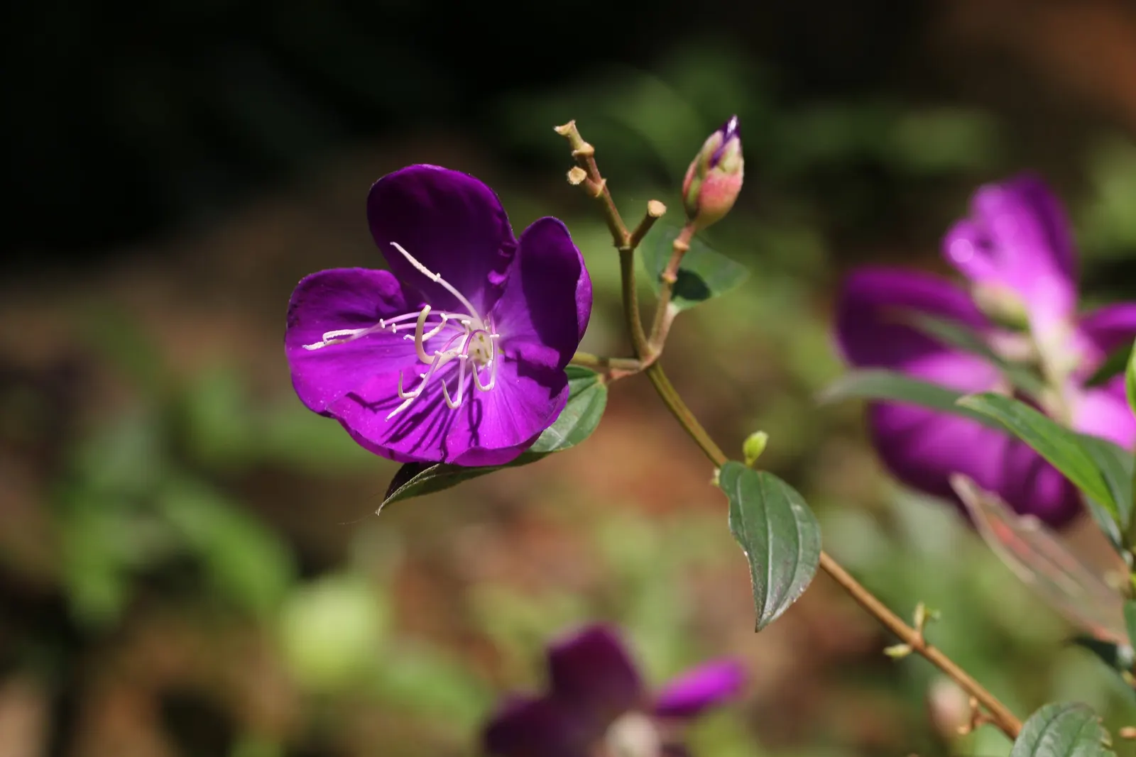 Princess Flower (Tibouchina Urvilleana) — or as a container plant where winter frosts are a concern; creating a visually stunning contrast against, image 80