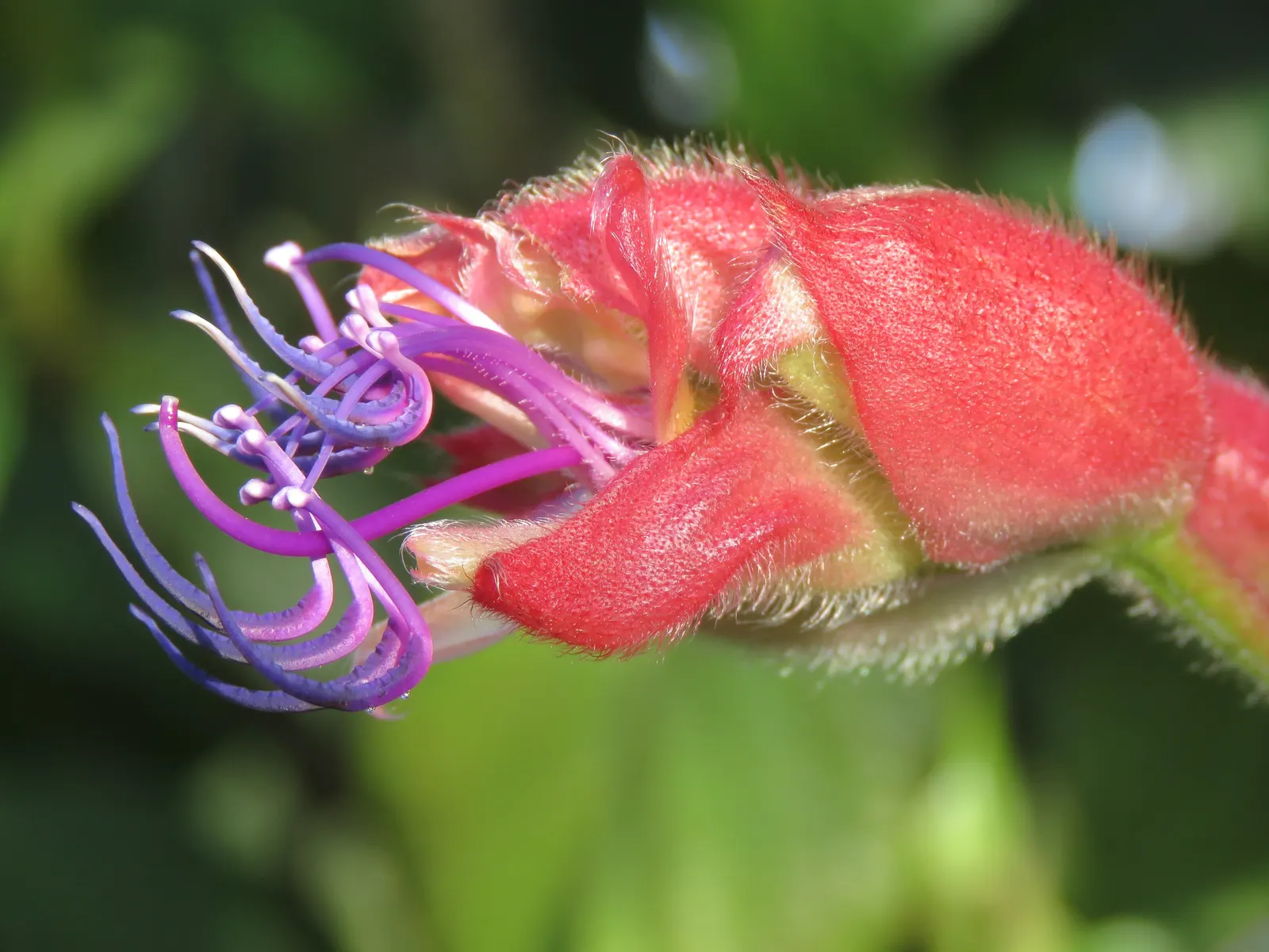 Princess Flower (Tibouchina Urvilleana) — This plant is moderate in its water needs, with more frequent watering required during the warm growth, image 120