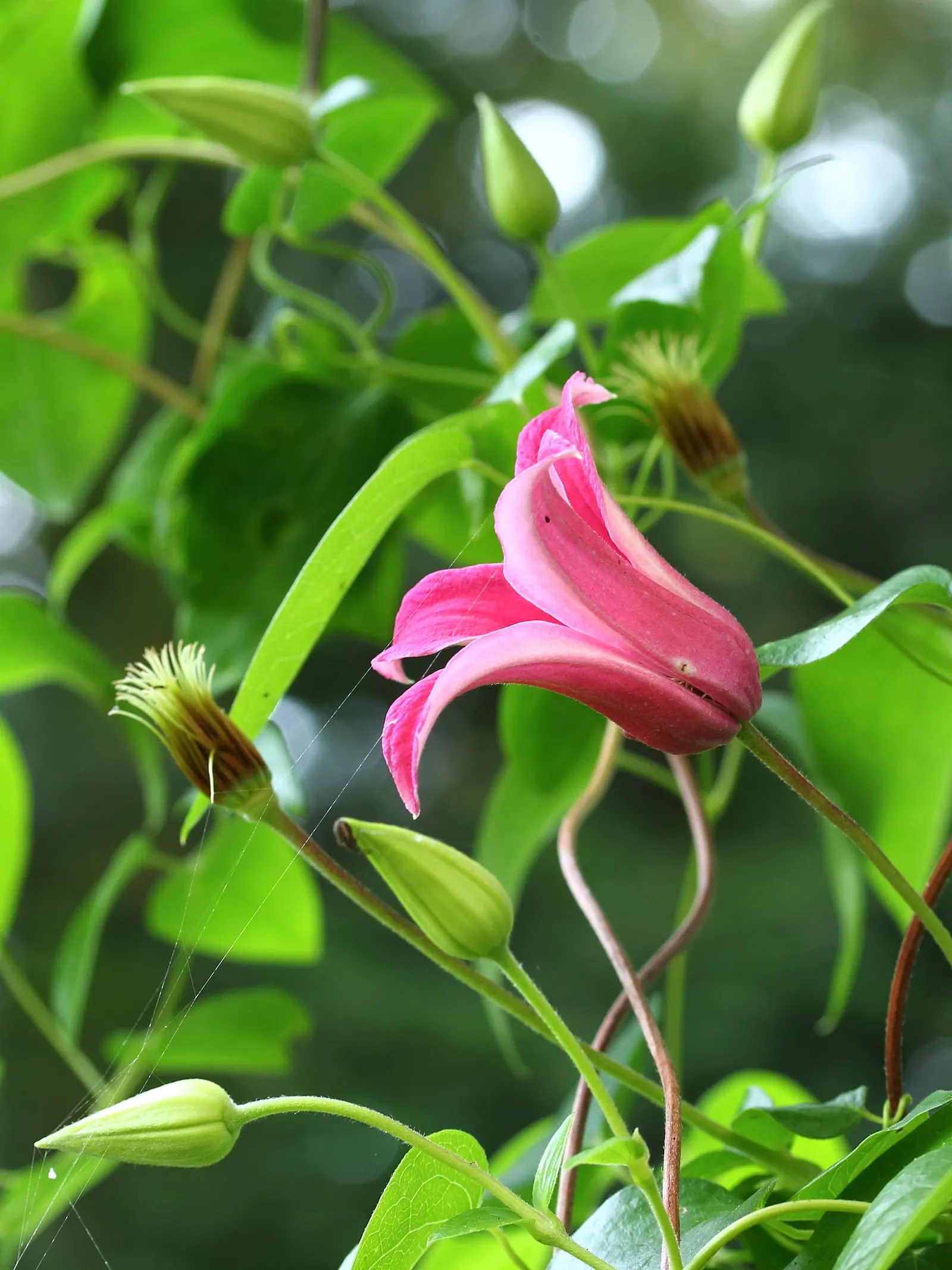 Princess Flower (Tibouchina Urvilleana) — or as a container plant where winter frosts are a concern; creating a visually stunning contrast against, image 122