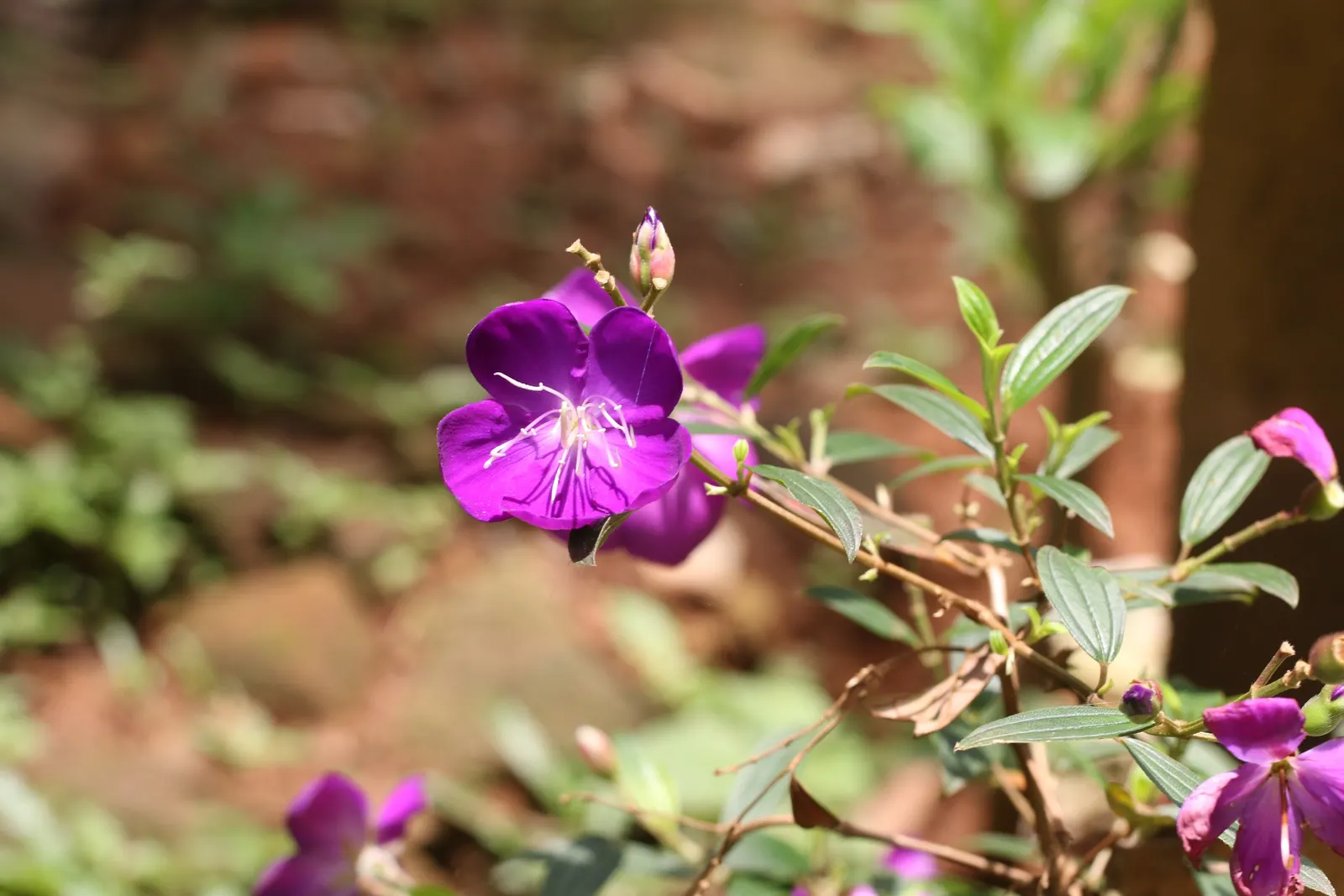 Princess Flower (Tibouchina Urvilleana) — These saucer-shaped flowers boast prominent stamens and a satiny texture