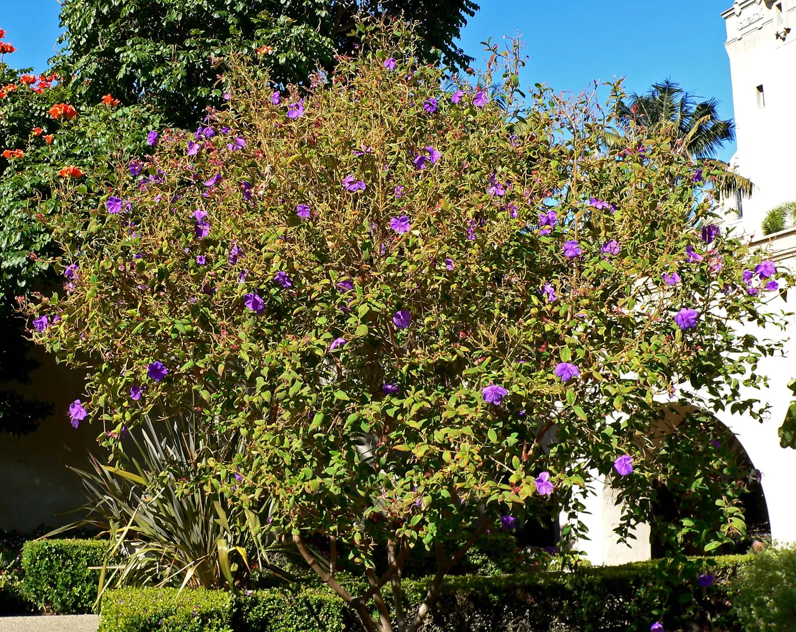 Princess Flower (Tibouchina Urvilleana) — It reaches up to 15 feet in height and 6 to 10 feet in width