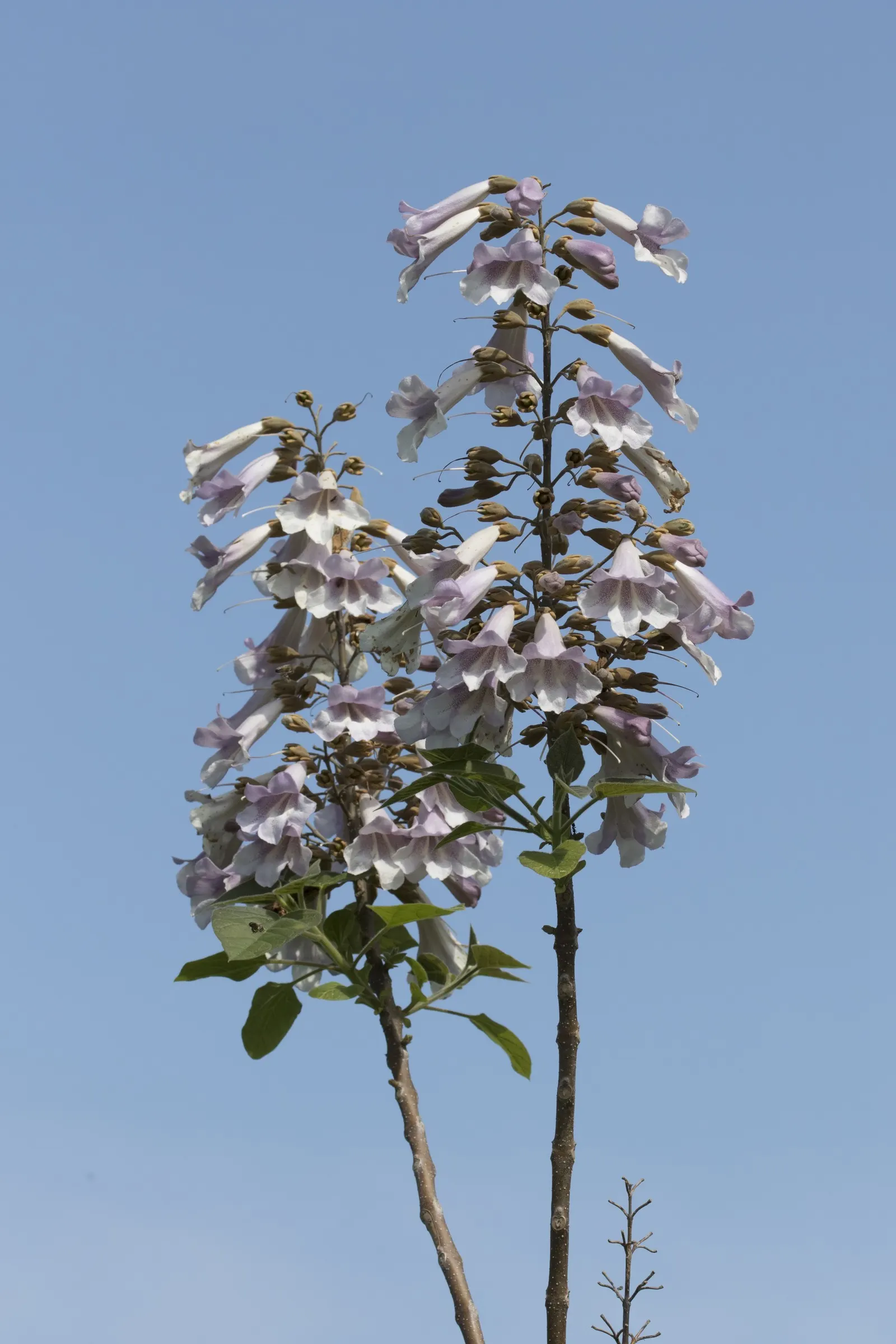 Princess Flower (Tibouchina Urvilleana) — scientifically known as Tibouchina urvilleana; offering flexibility in landscaping applications, image 153