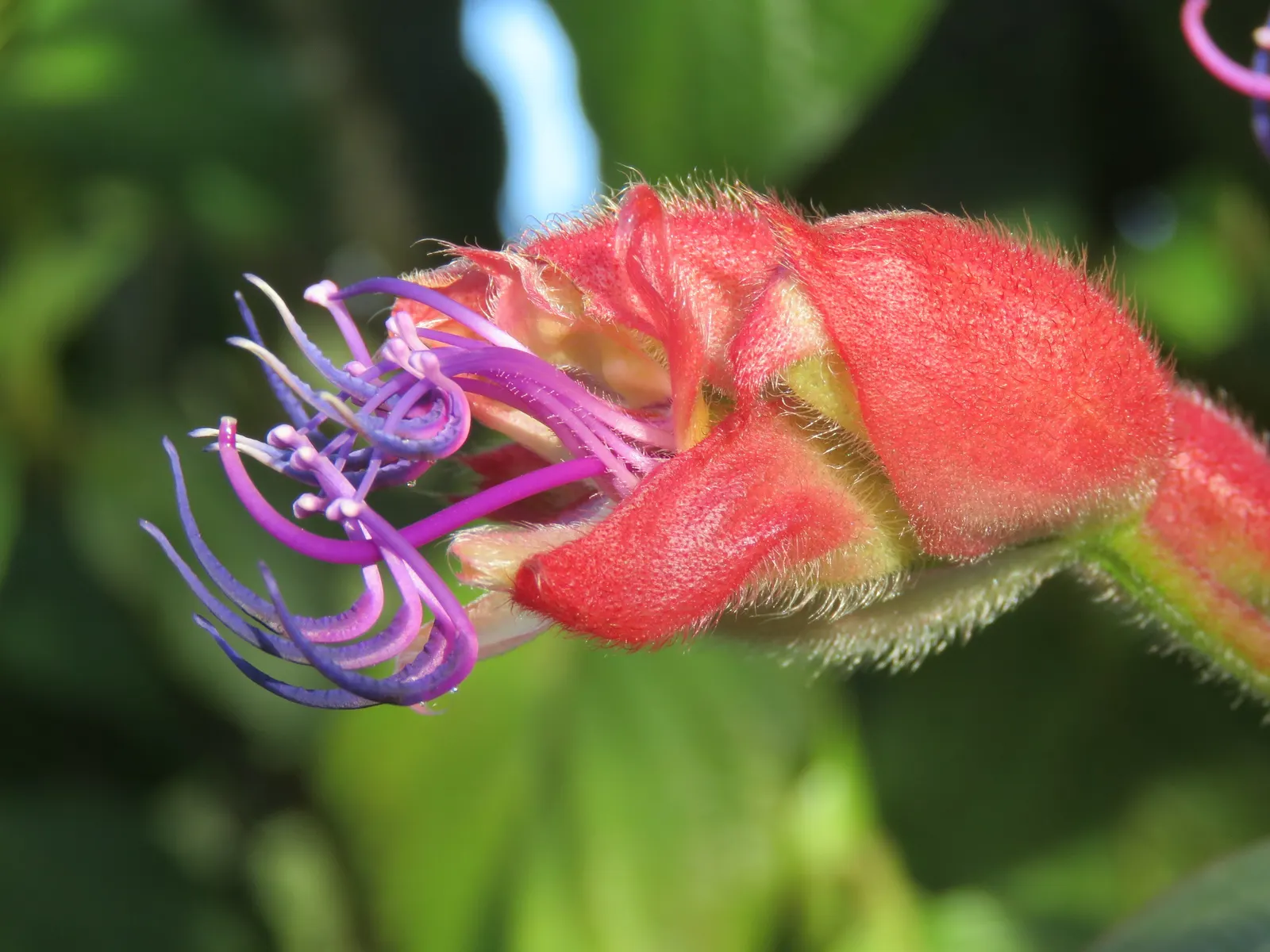 Princess Flower (Tibouchina Urvilleana) — measuring up to 6 inches in length