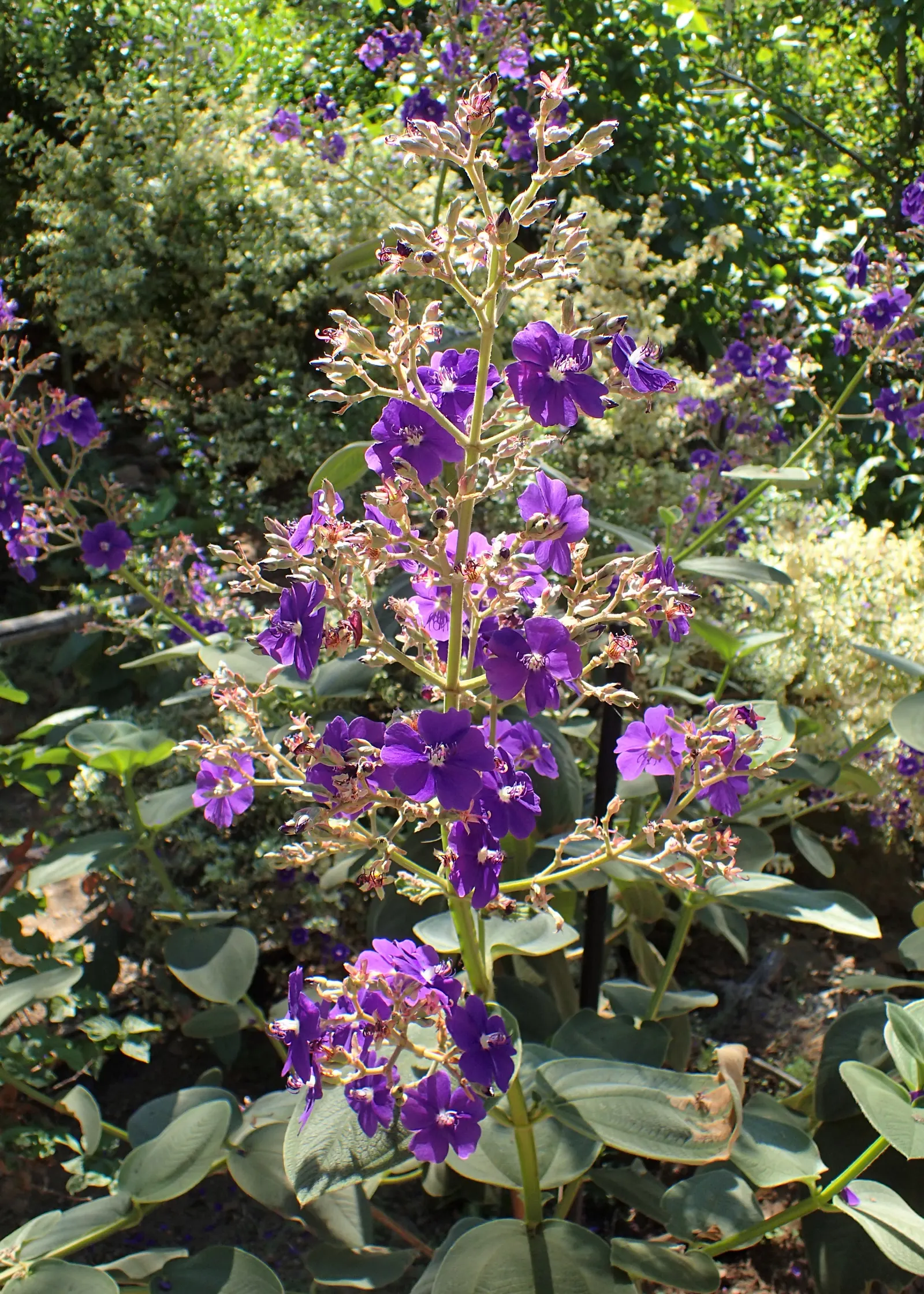 Princess Flower (Tibouchina Urvilleana) — It is highly prized for its magnificent floral display and rich, velvety foliage; creating a visually, image 155