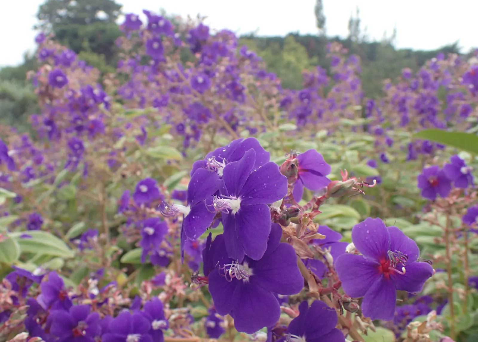 Princess Flower (Tibouchina Urvilleana) — purple flowers in the garden; offer ample water and fertilizer for optimal flowering, image 145
