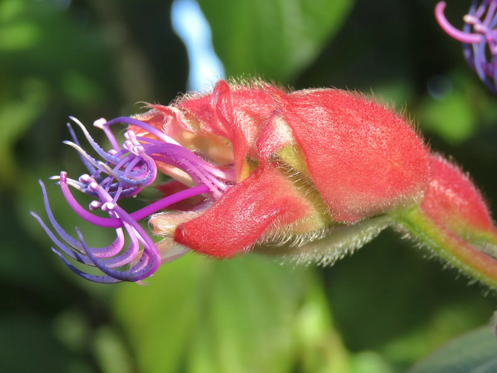 Princess Flower (Tibouchina Urvilleana) — Typically reaching a mature height of 10 to 15 feet with a similar spread