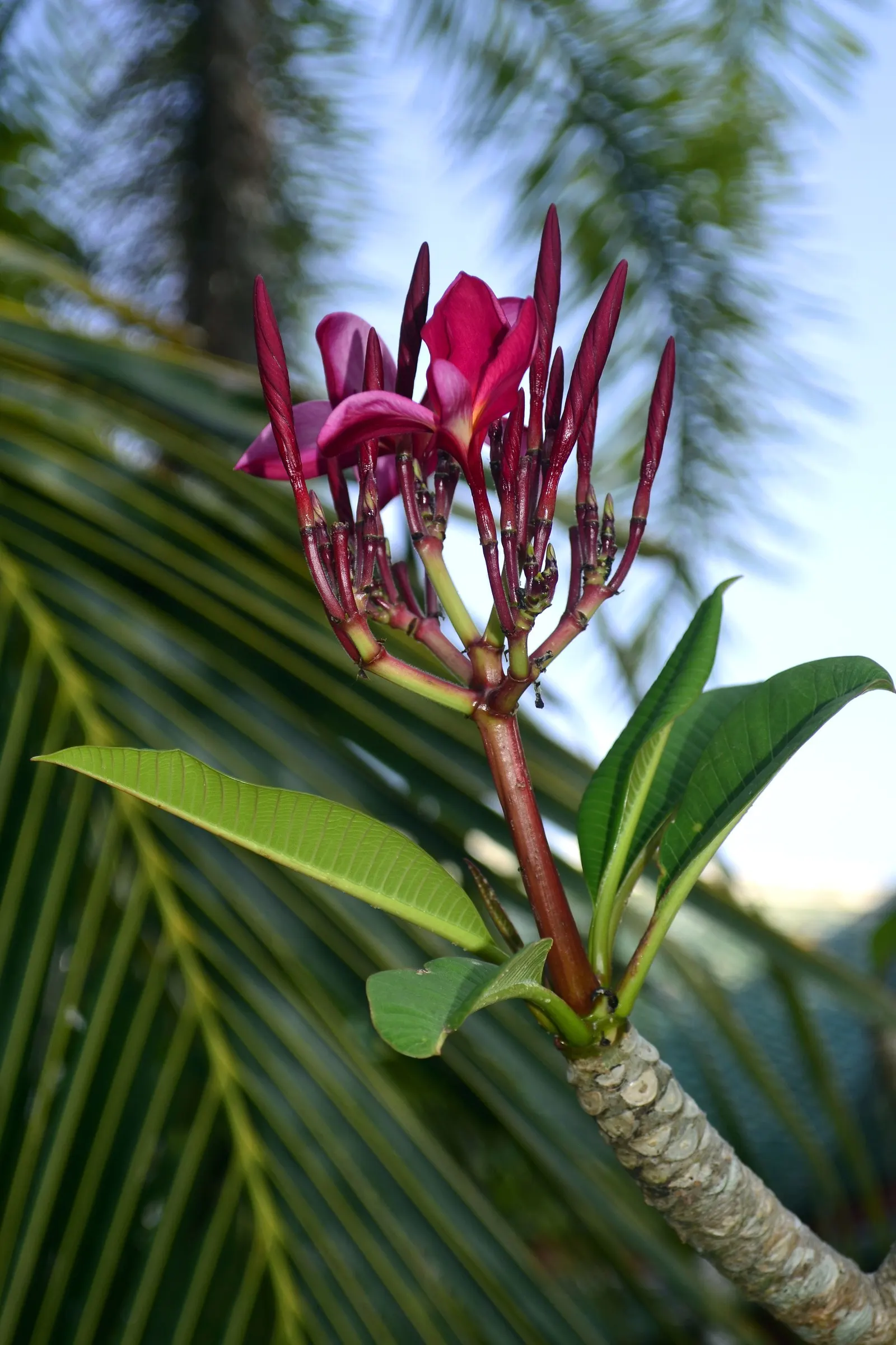 Princess Flower (Tibouchina Urvilleana) — These saucer-shaped flowers boast prominent stamens and a satiny texture; offer ample water and, image 115