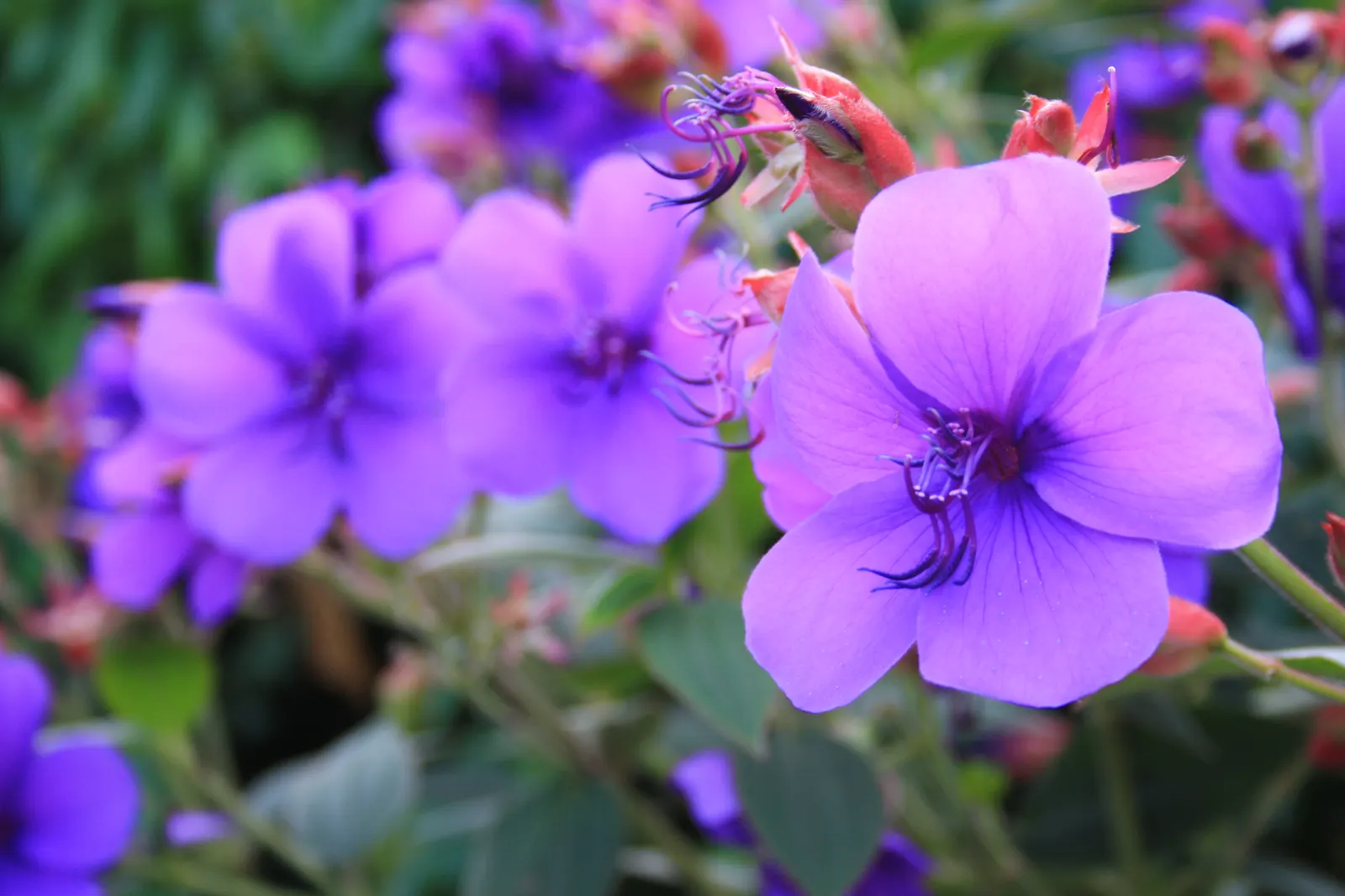 Princess Flower (Tibouchina Urvilleana) — Preferring full sun to partial shade, it thrives in USDA zones 9-12 with rich and well-draining soil, image 129