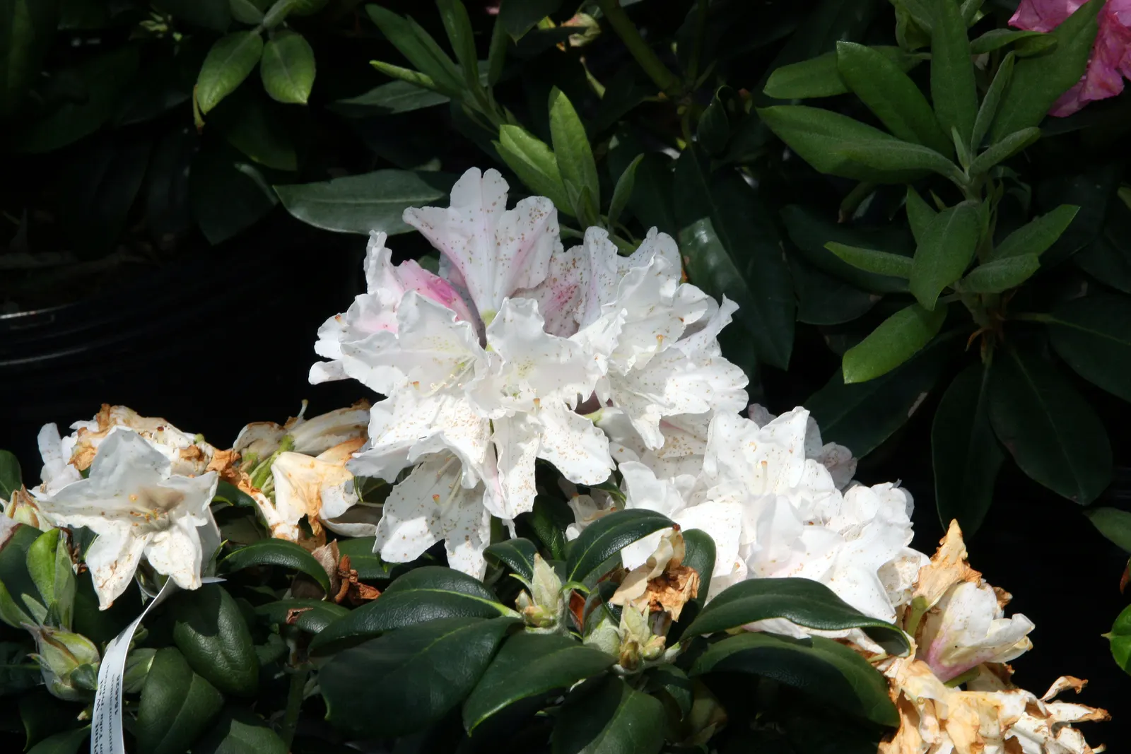 Princess Flower (Tibouchina Urvilleana) — Typically reaching a mature height of 10 to 15 feet with a similar spread; offering flexibility in, image 72
