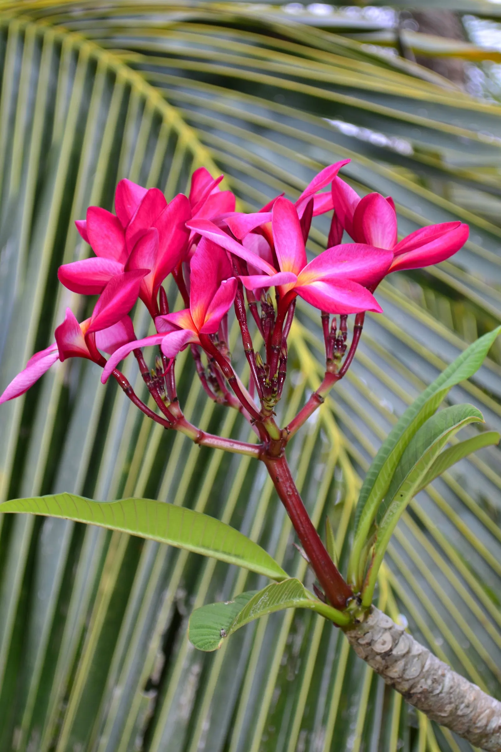 Princess Flower (Tibouchina Urvilleana) — is a captivating evergreen shrub that hails from Brazil and displays a luxuriant tropical flair; offer, image 49