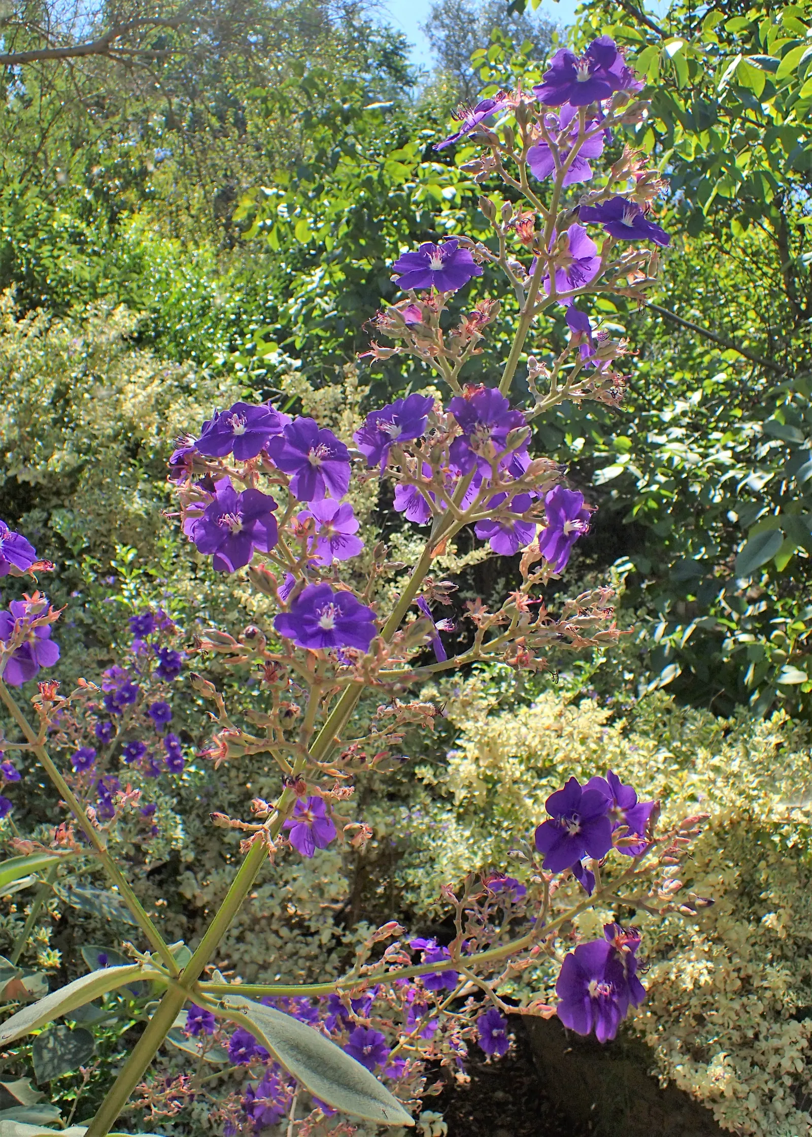 Princess Flower (Tibouchina Urvilleana) — It reaches up to 15 feet in height and 6 to 10 feet in width; creating a visually stunning contrast, image 86