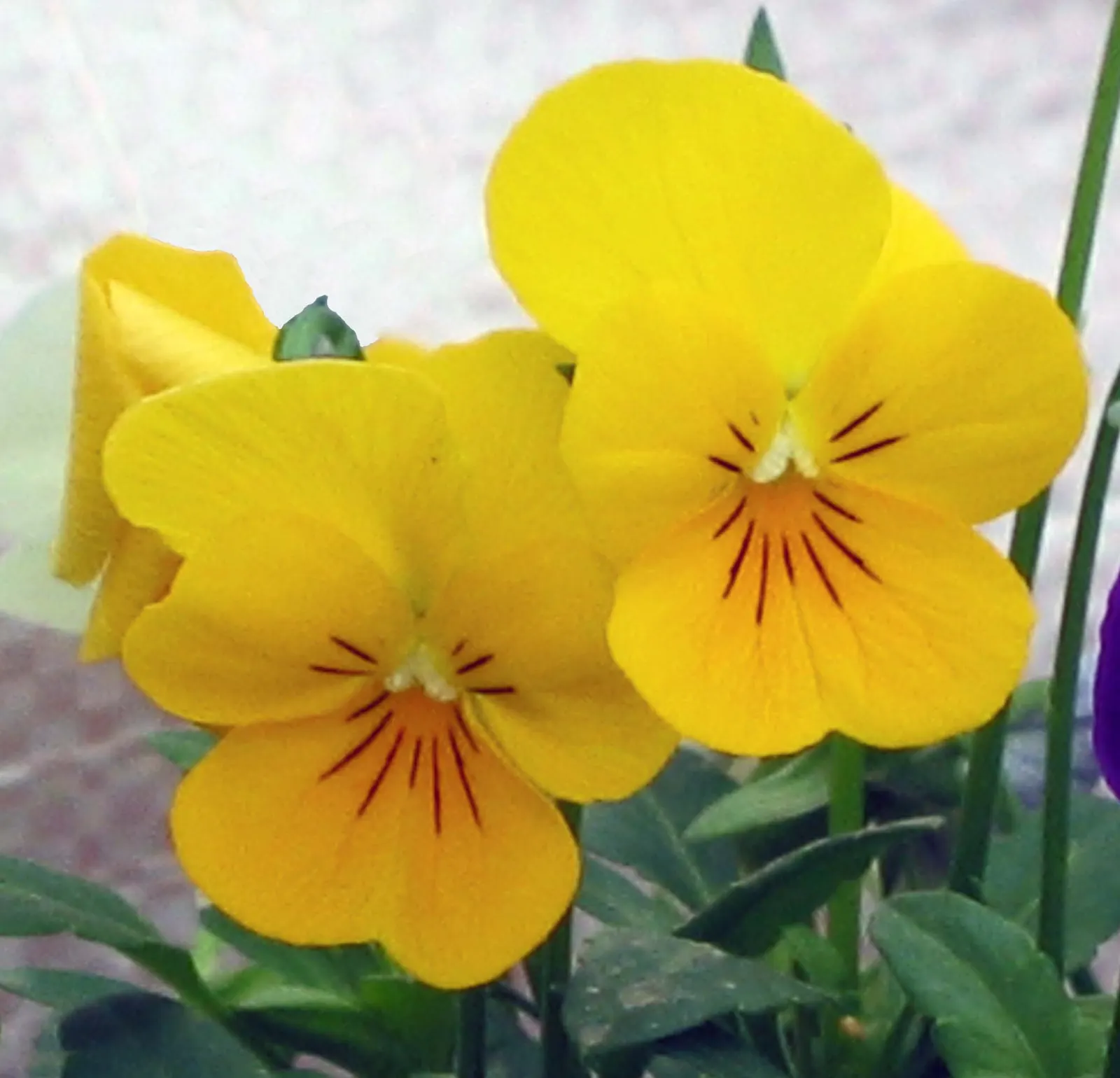 Princess Flower (Tibouchina Urvilleana) — offering flexibility in landscaping applications
