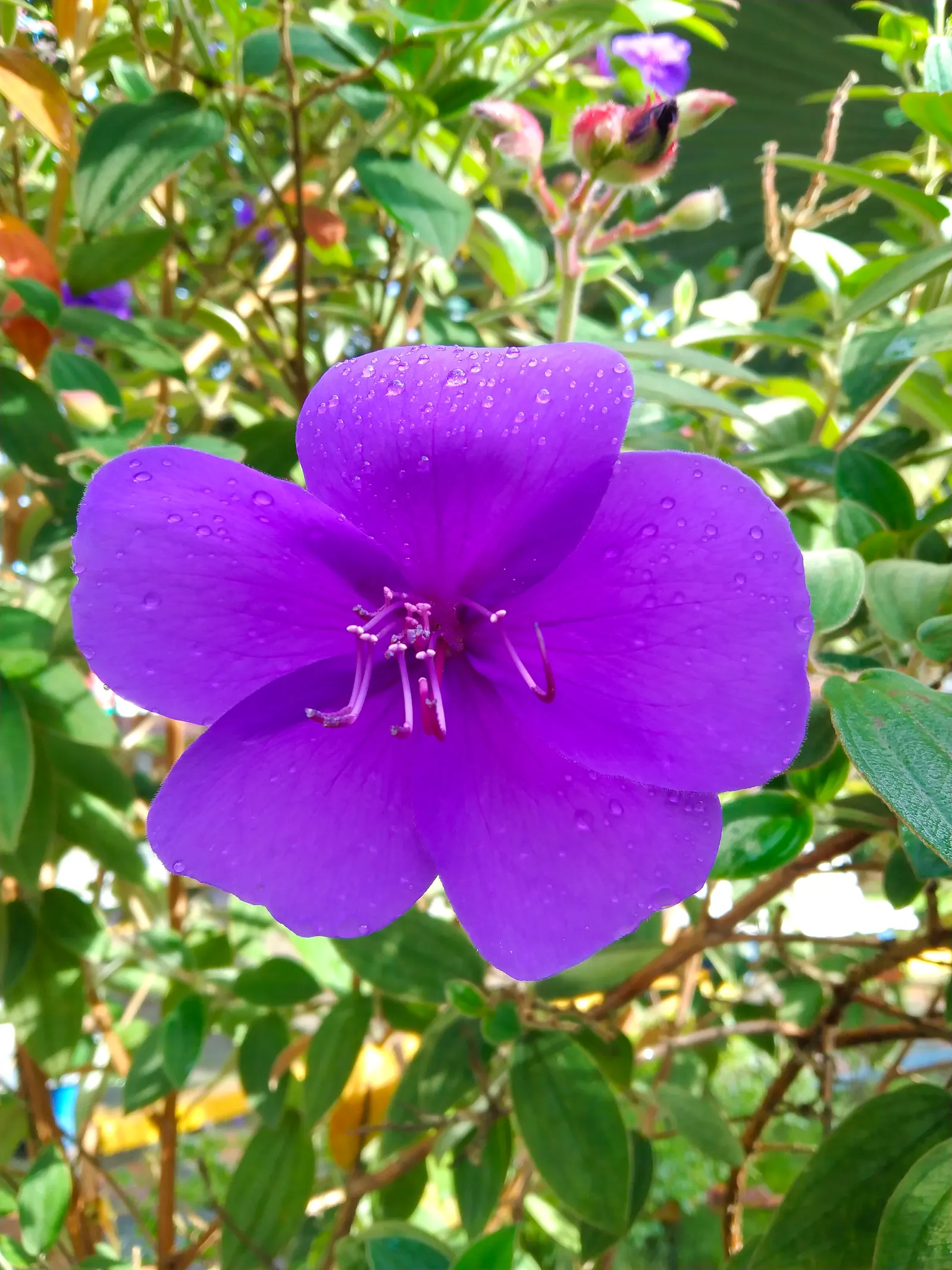 Princess Flower (Tibouchina Urvilleana) — This plant is moderate in its water needs, with more frequent watering required during the warm growth season
