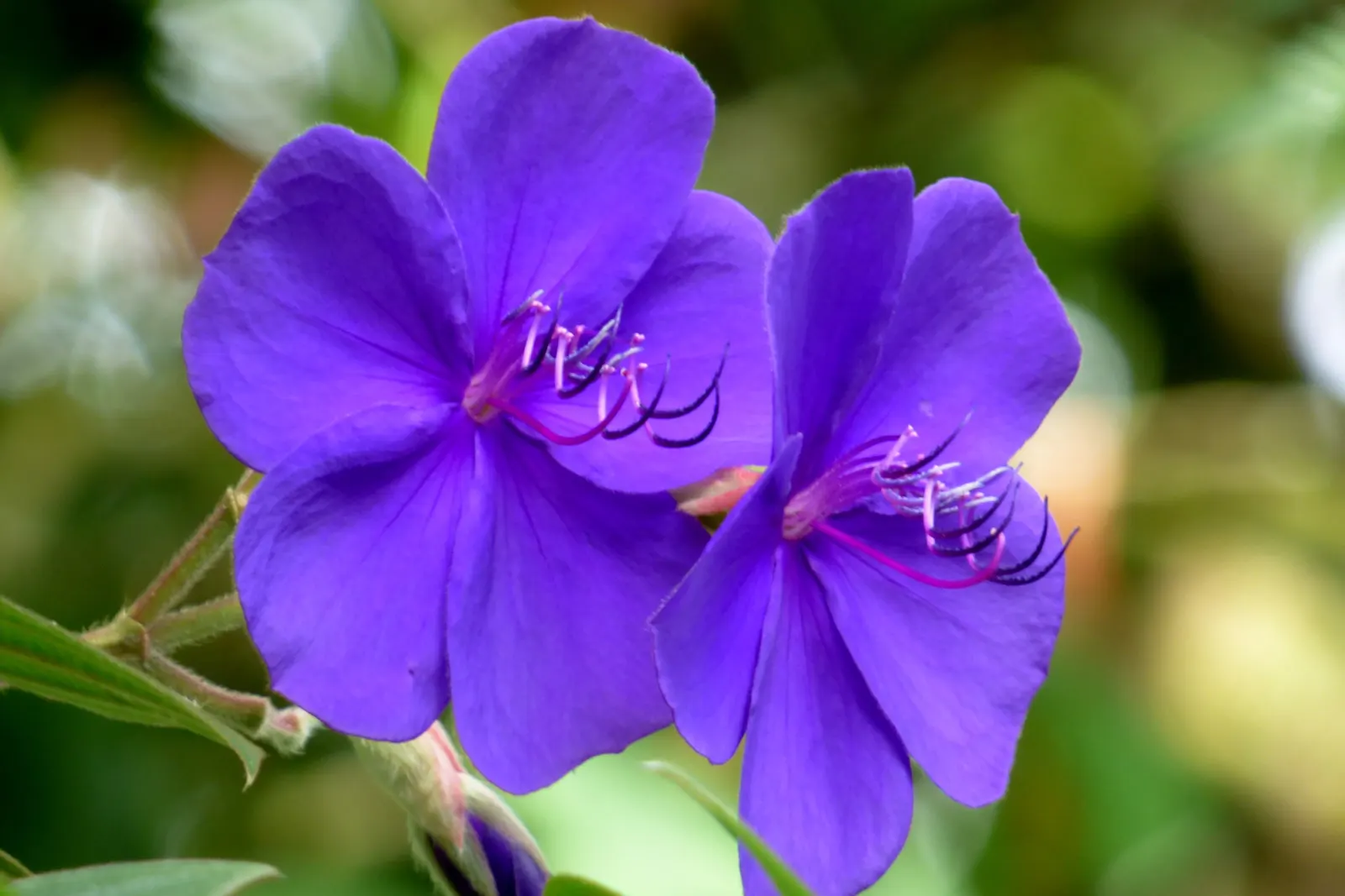 Princess Flower (Tibouchina Urvilleana) — It reaches up to 15 feet in height and 6 to 10 feet in width; creating a visually stunning contrast, image 65