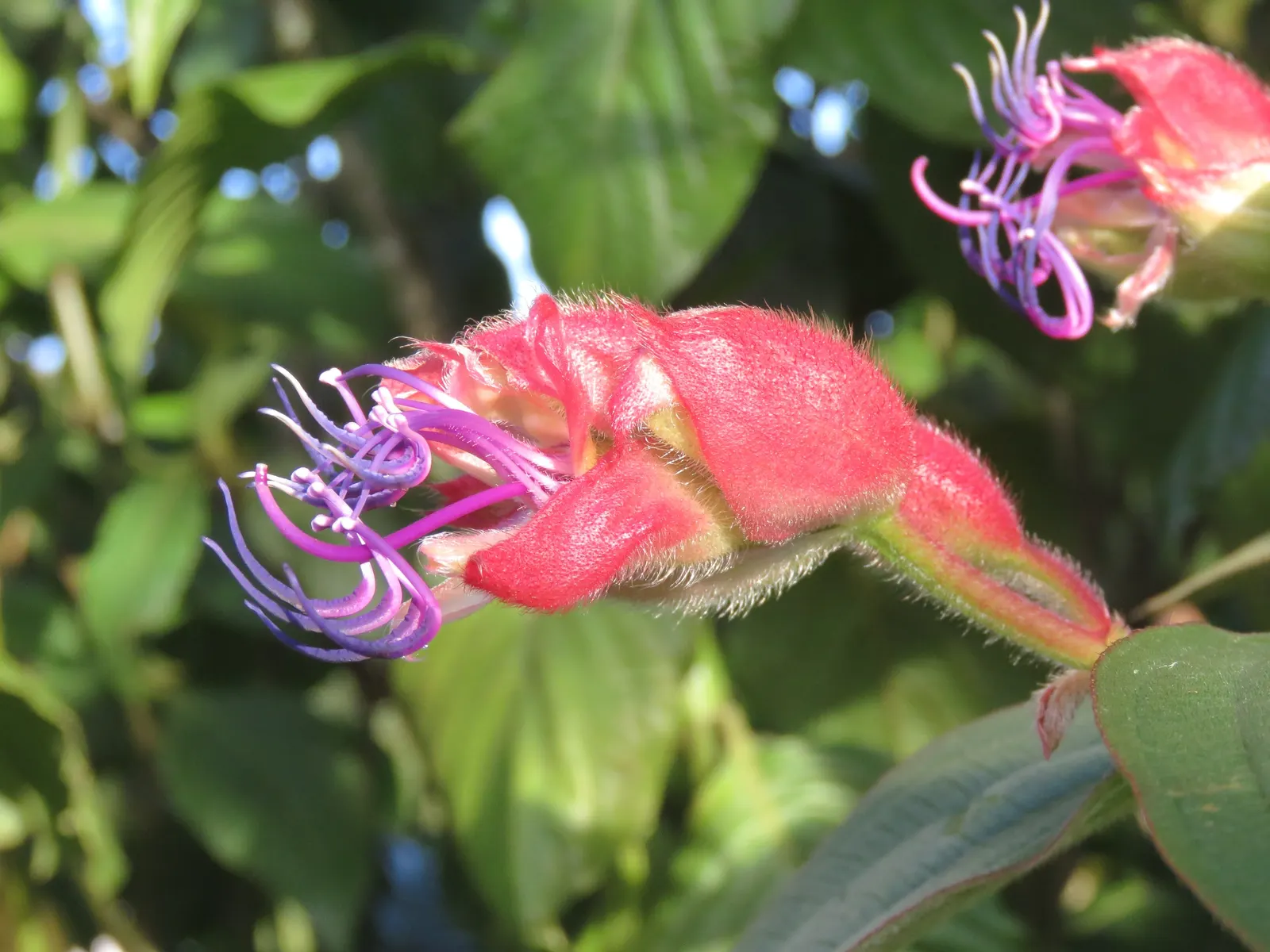 Princess Flower (Tibouchina Urvilleana) — The Princess Flower (Tibouchina urvilleana) is a tropical, evergreen shrub known for its vivid purple, image 43